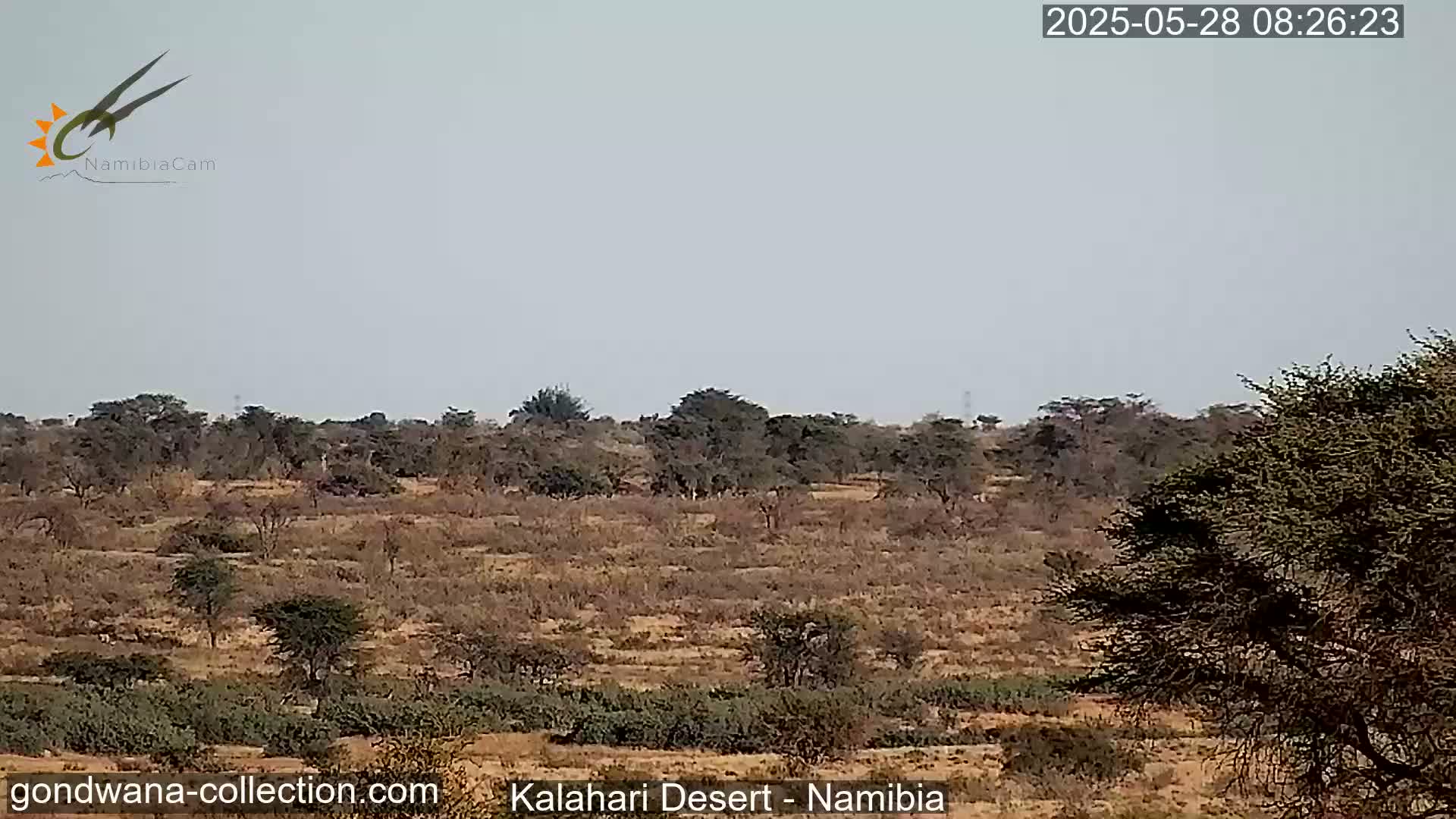 A flat, arid landscape with scattered, dry-looking shrubs and trees under a pale, overcast sky.