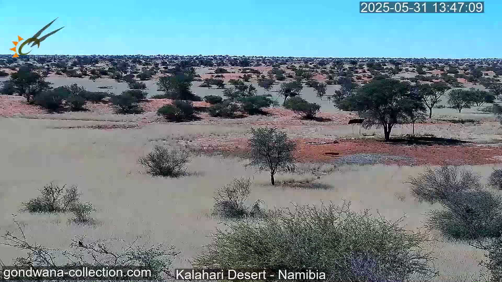 A wide, flat expanse of desert under a clear blue sky shows sparse, dry, scrubby vegetation and a few scattered trees.