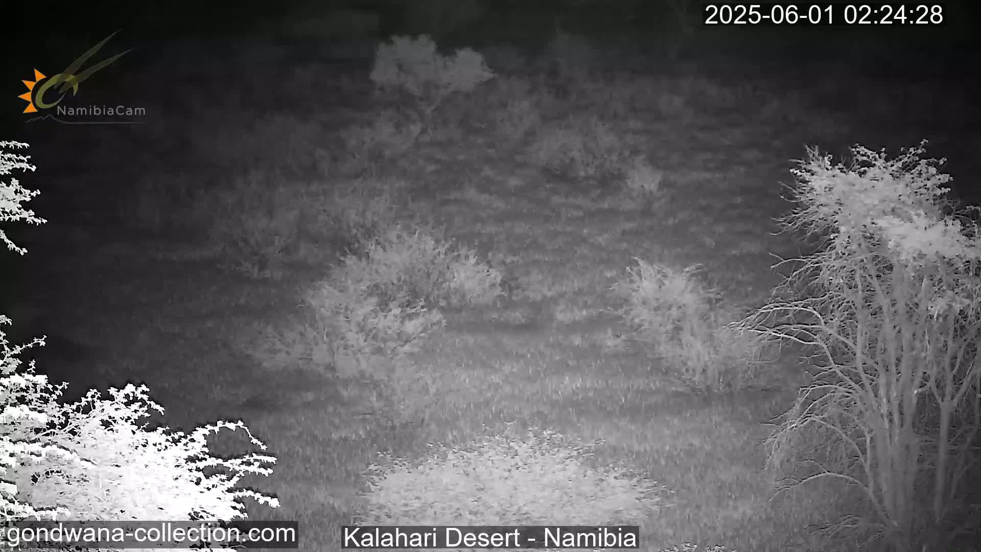 Natural Life in the Kalahari Desert (Gondwana Kalahari Park)  Live Cam - Mariental, Hardap, Namibia