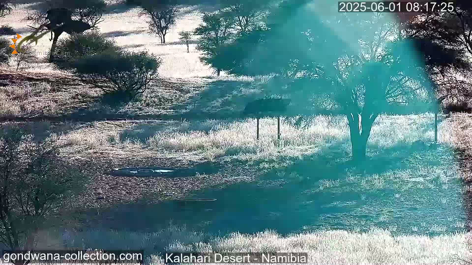 Natural Life in the Kalahari Desert (Gondwana Kalahari Park)  Live Cam - Mariental, Hardap, Namibia