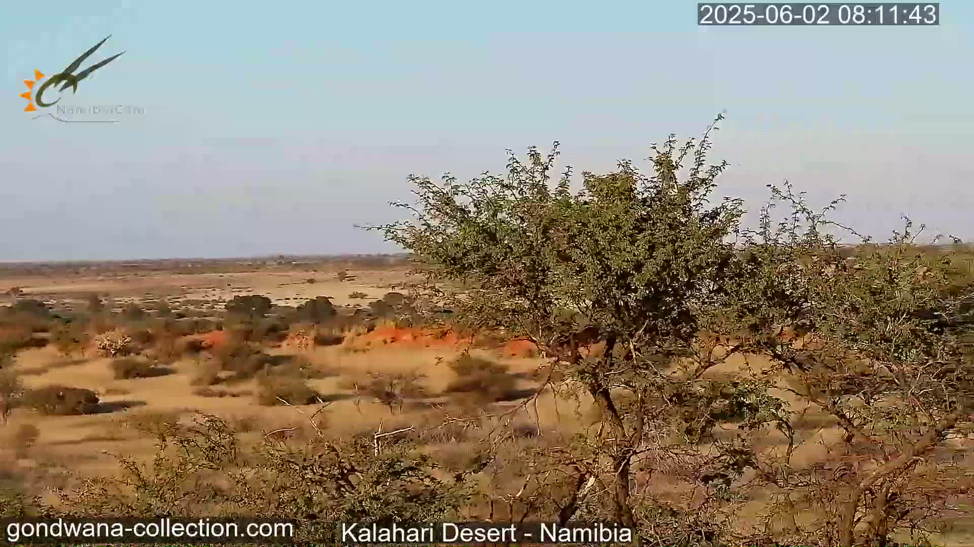 Natural Life in the Kalahari Desert (Gondwana Kalahari Park)  Live Cam - Mariental, Hardap, Namibia