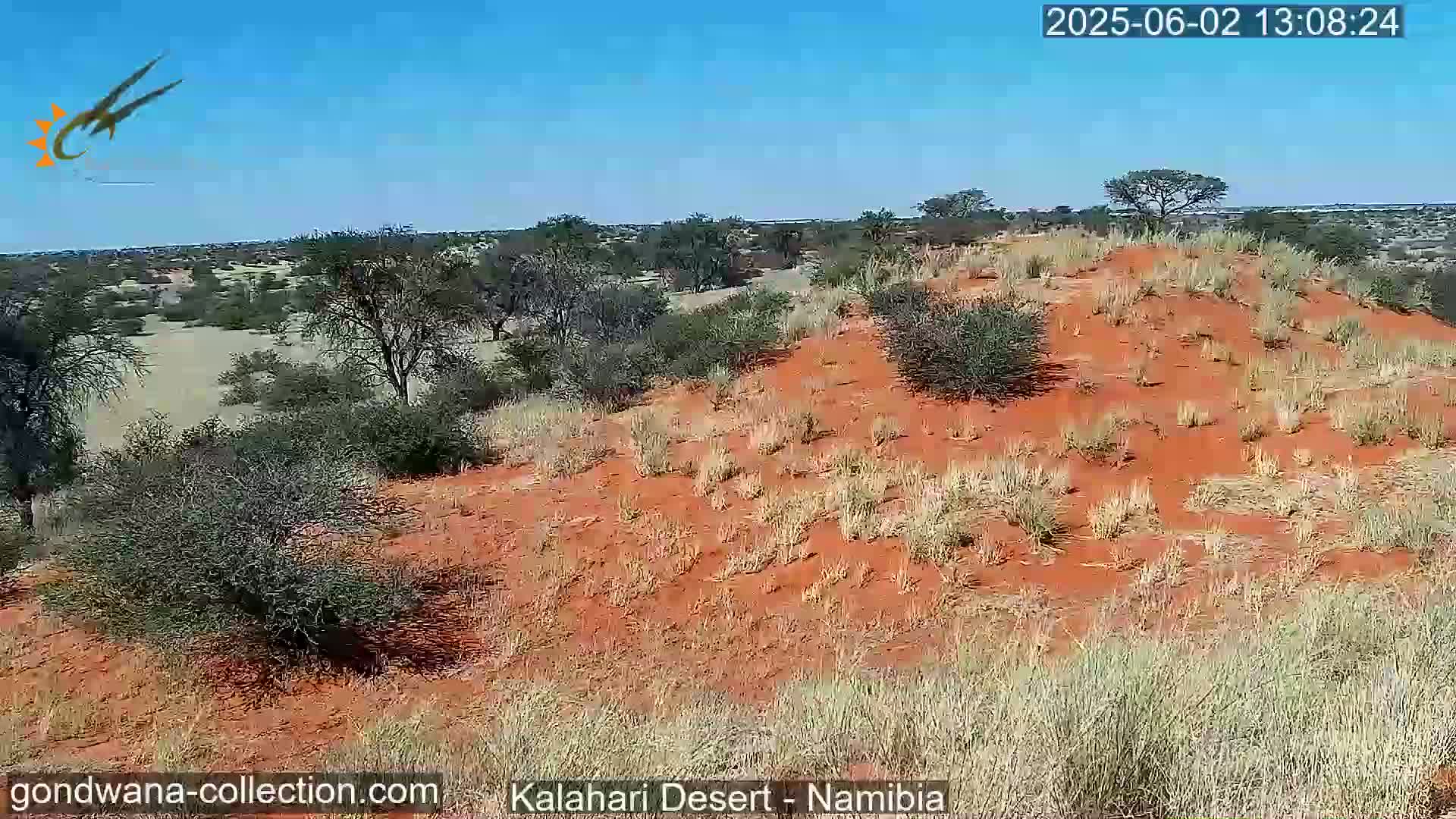 A red sand dune in a desert landscape under a clear blue sky is sparsely vegetated with shrubs and grasses.