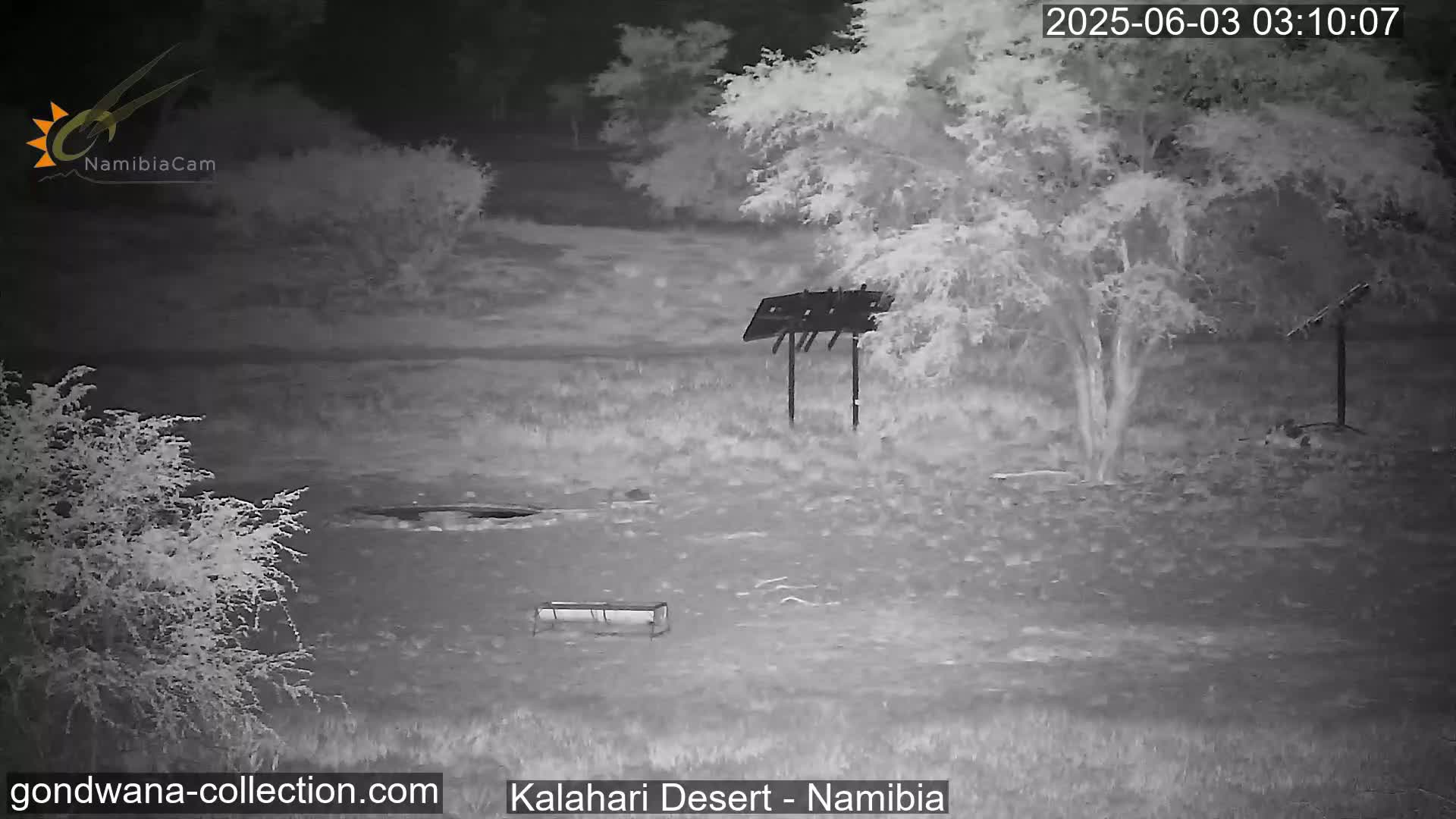 Natural Life in the Kalahari Desert (Gondwana Kalahari Park)  Live Cam - Mariental, Hardap, Namibia
