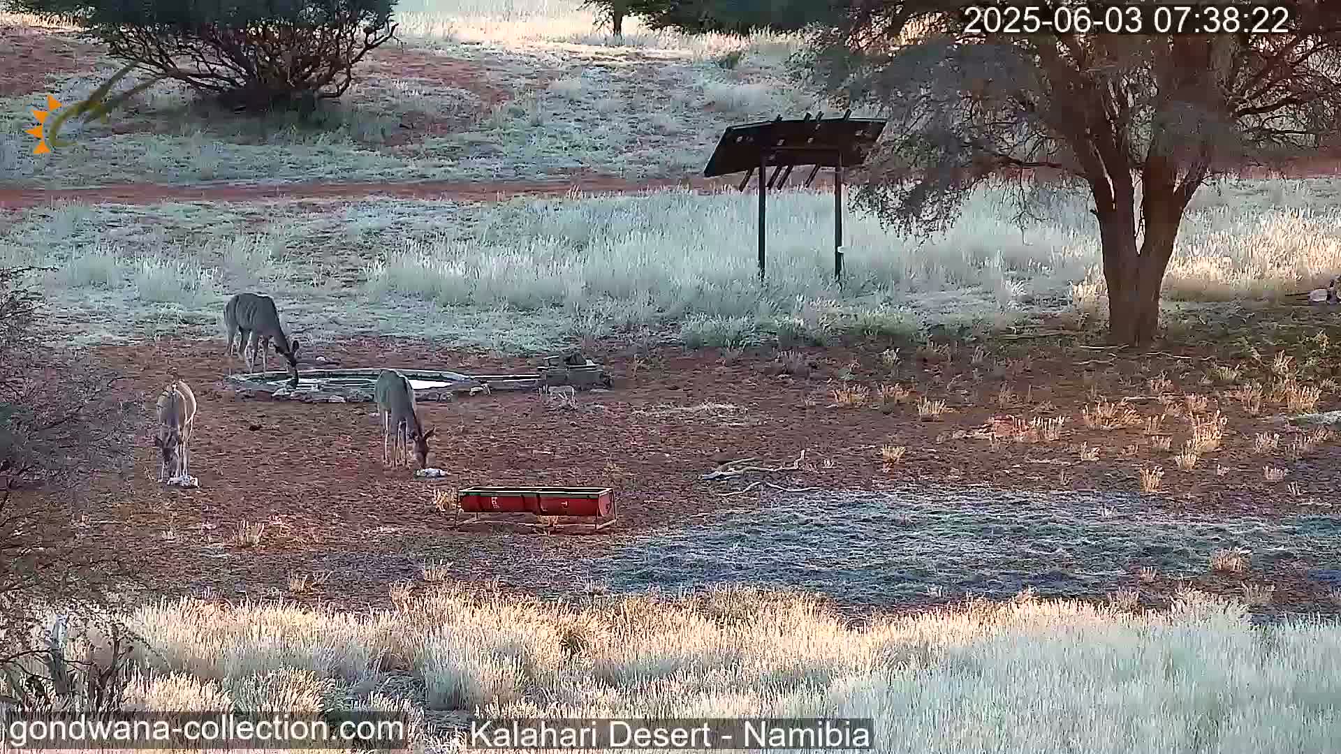 Natural Life in the Kalahari Desert (Gondwana Kalahari Park)  Live Cam - Mariental, Hardap, Namibia