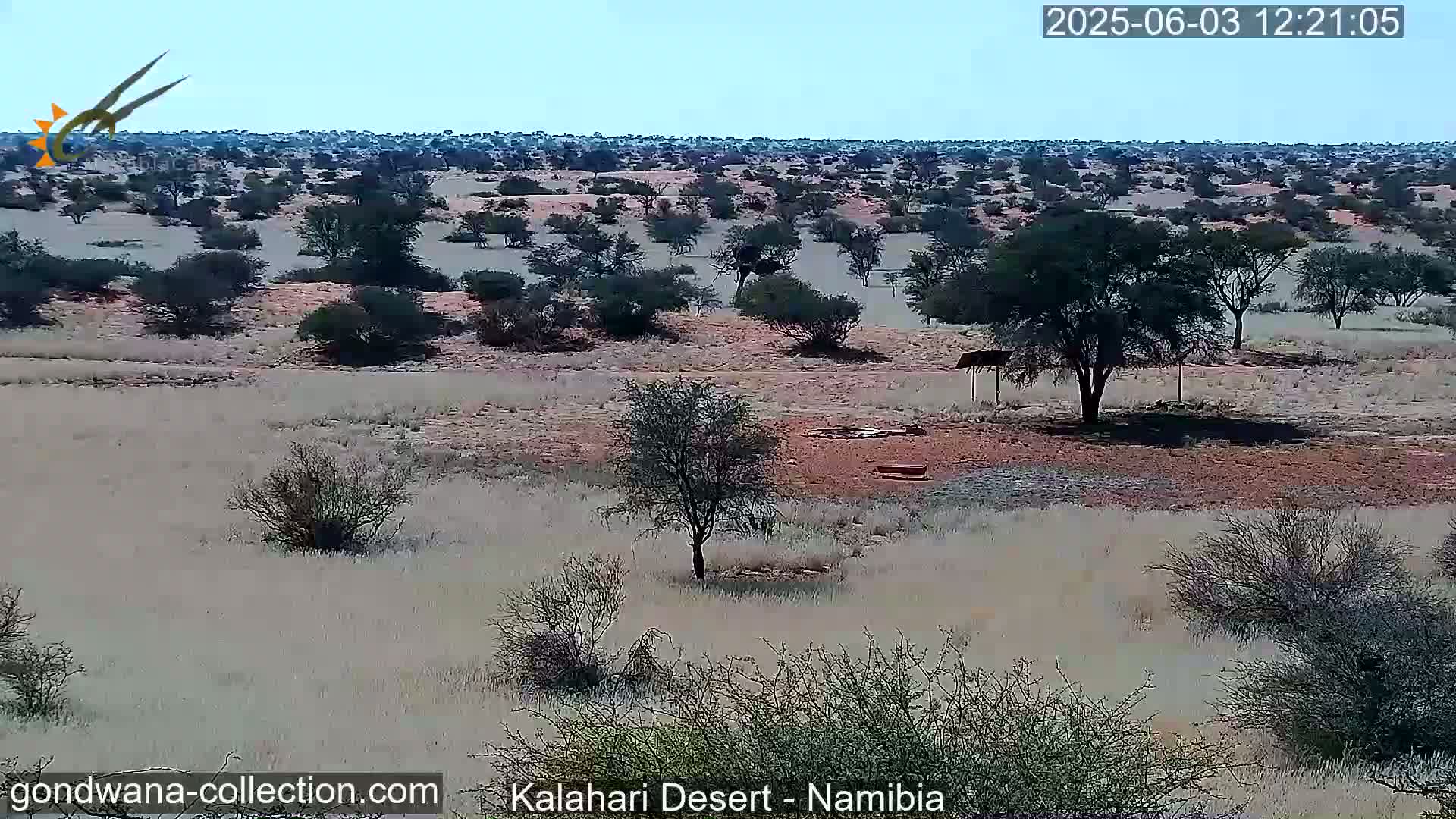 A flat, arid landscape dotted with sparse, low-lying vegetation and a few scattered trees under a clear sky.