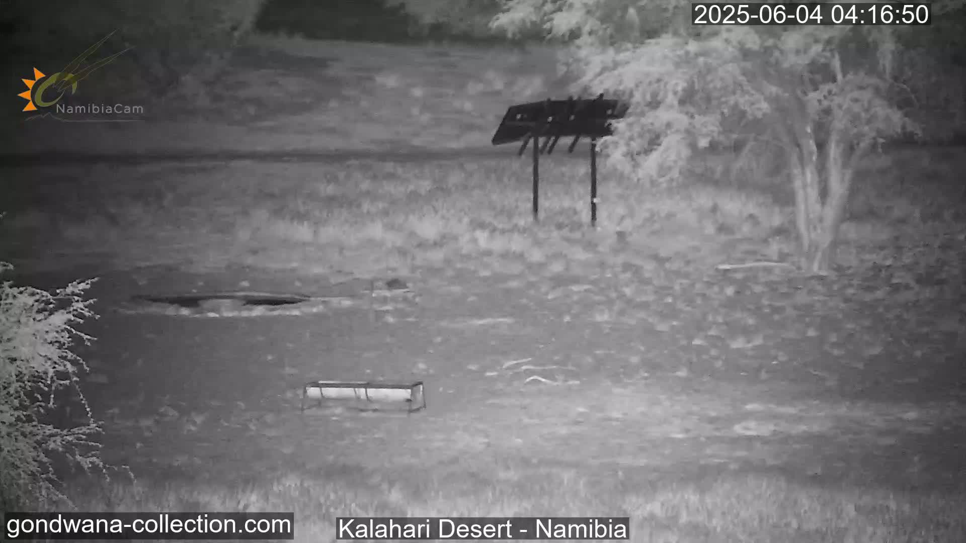 Natural Life in the Kalahari Desert (Gondwana Kalahari Park)  Live Cam - Mariental, Hardap, Namibia