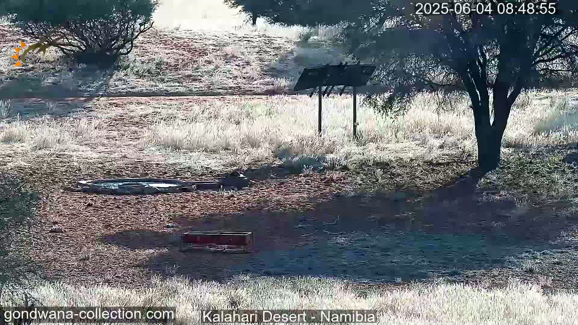 Natural Life in the Kalahari Desert (Gondwana Kalahari Park)  Live Cam - Mariental, Hardap, Namibia
