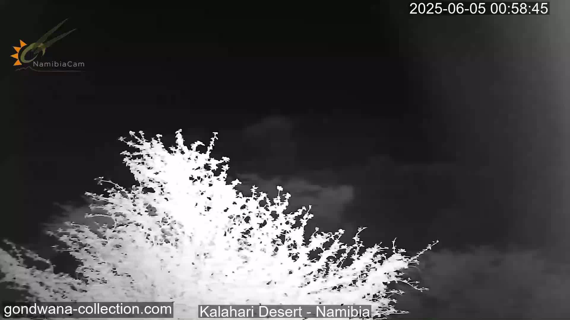 A nighttime, low-light image shows a bush or small tree silhouetted against a dark sky with some clouds.