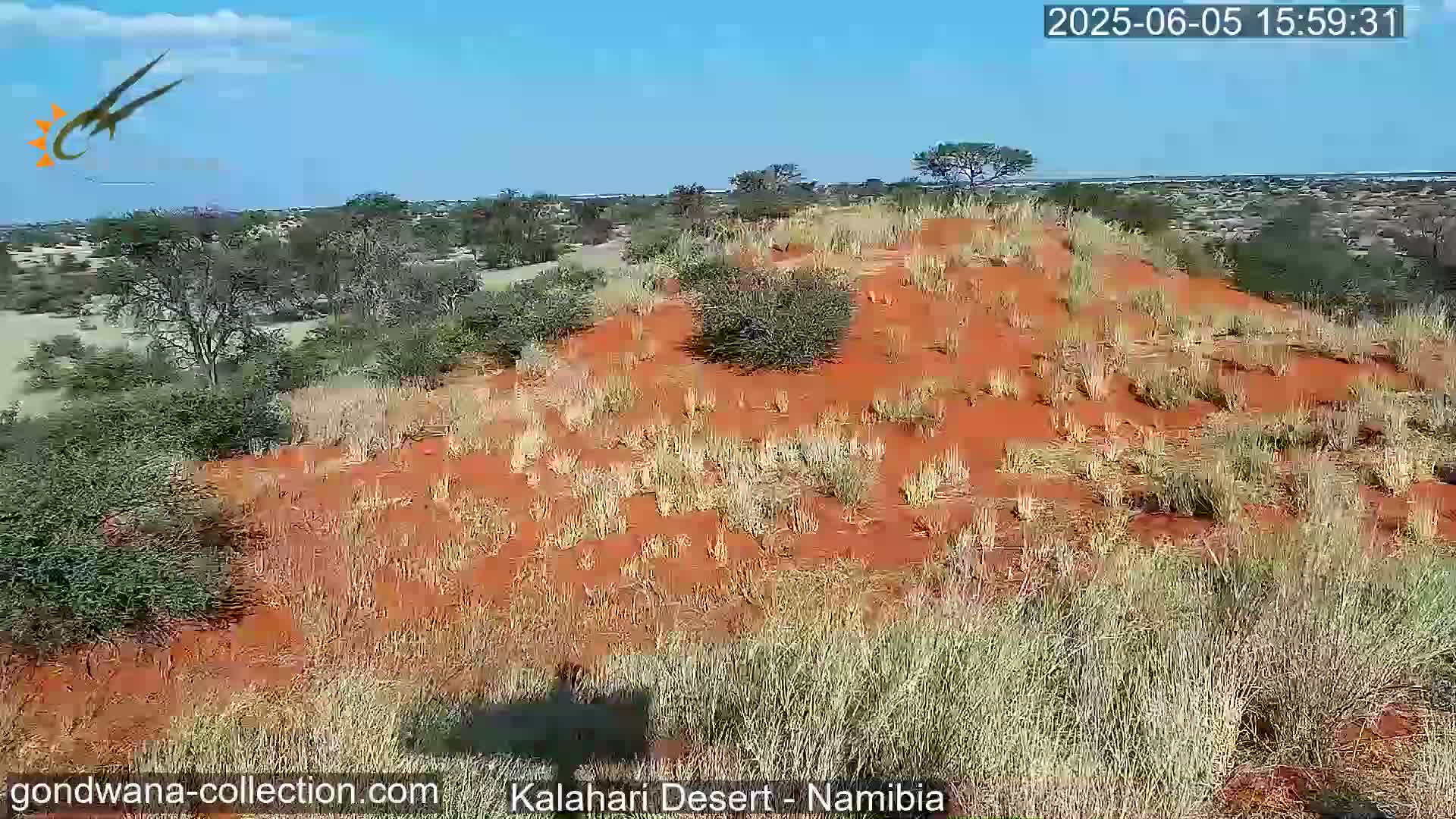 A red sand dune sparsely covered with dry, light-colored grass and shrubs under a clear blue sky.