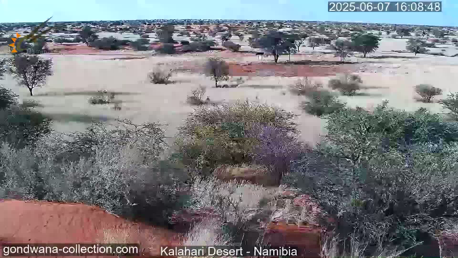 A mostly sunny, arid landscape with scattered shrubs and trees under a clear sky.