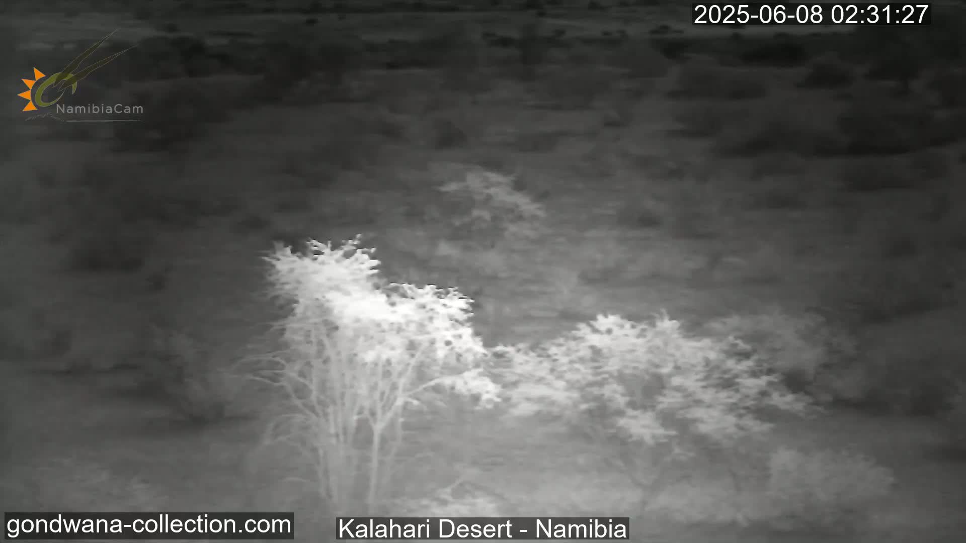 A nighttime infrared image shows several leafless trees in the Kalahari Desert.