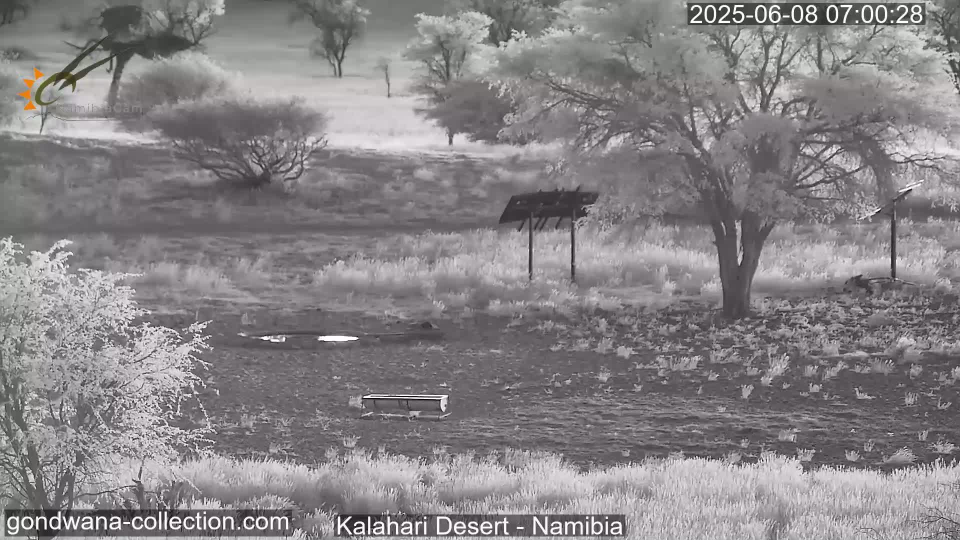 Natural Life in the Kalahari Desert (Gondwana Kalahari Park)  Live Cam - Mariental, Hardap, Namibia