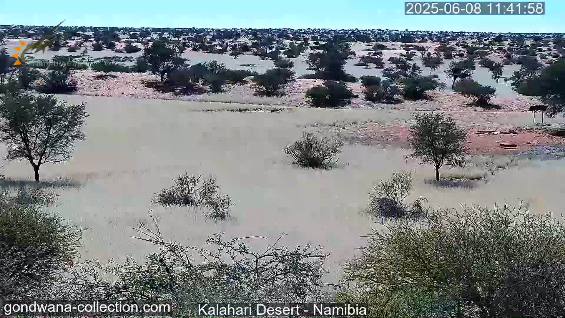 A wide, flat expanse of light-colored, sparse desert vegetation under a clear, bright sky dotted with scattered small trees and shrubs.