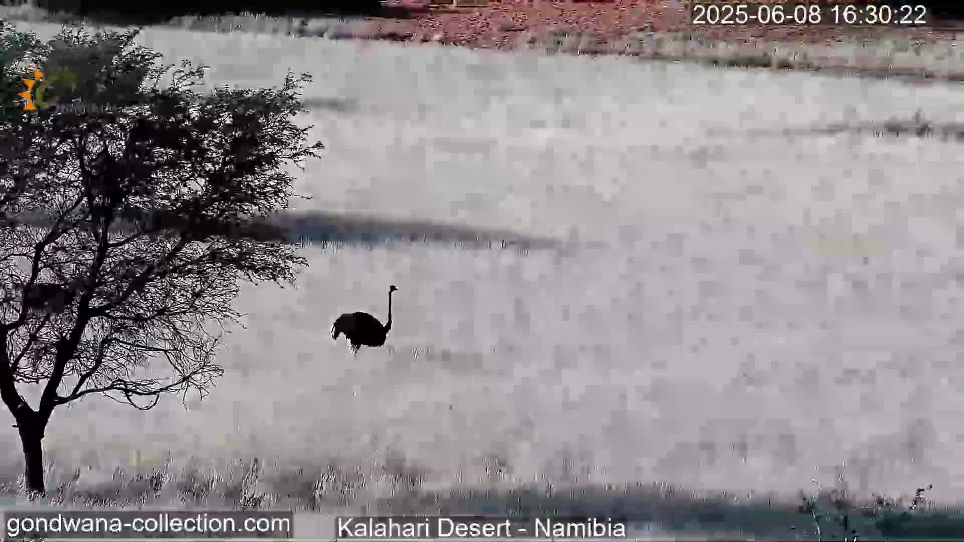 An ostrich stands in a hazy, light-grey field near a barren tree.