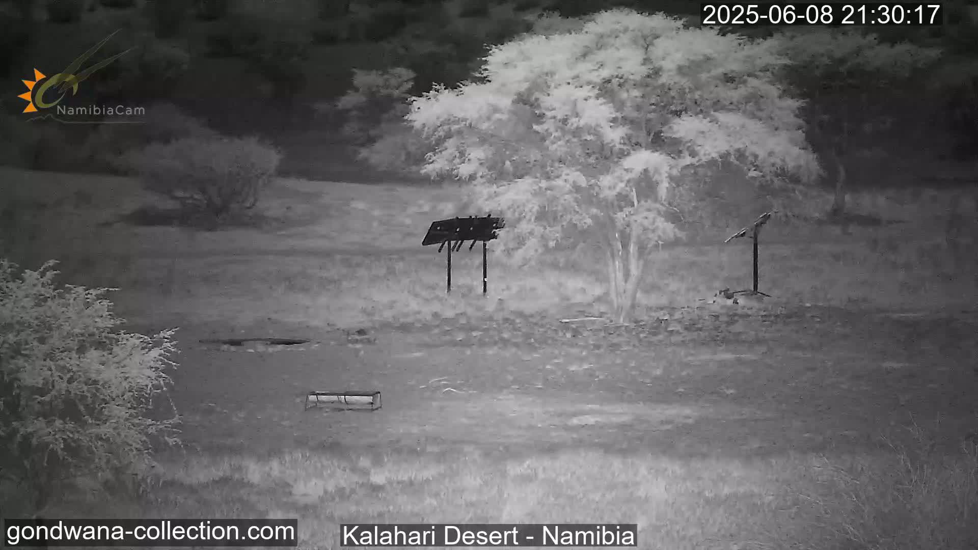 Natural Life in the Kalahari Desert (Gondwana Kalahari Park)  Live Cam - Mariental, Hardap, Namibia