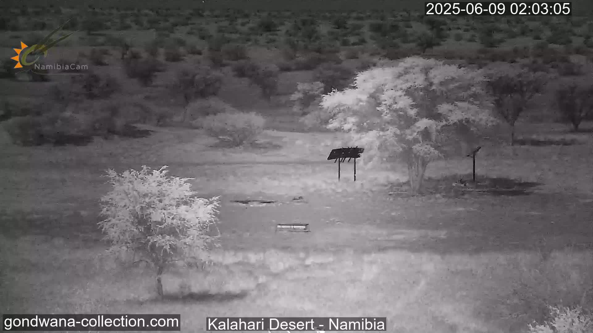 Natural Life in the Kalahari Desert (Gondwana Kalahari Park)  Live Cam - Mariental, Hardap, Namibia