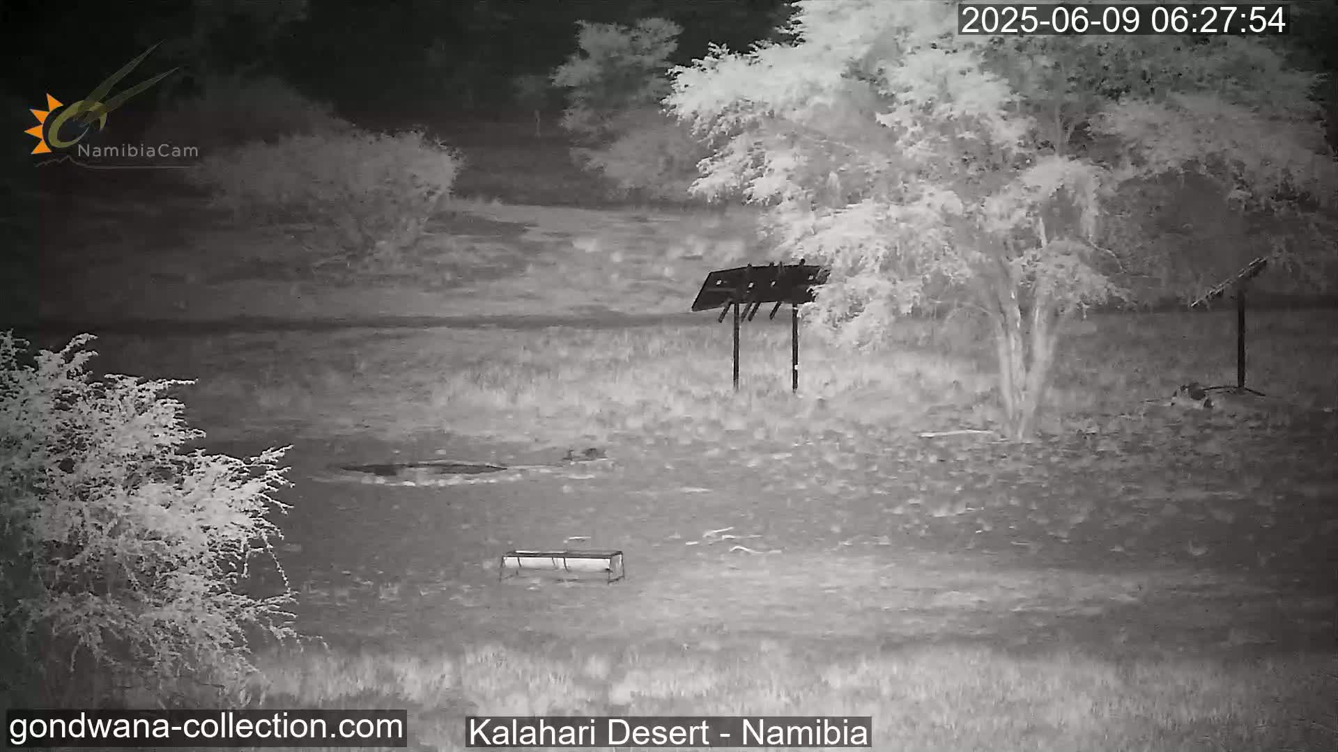 Natural Life in the Kalahari Desert (Gondwana Kalahari Park)  Live Cam - Mariental, Hardap, Namibia