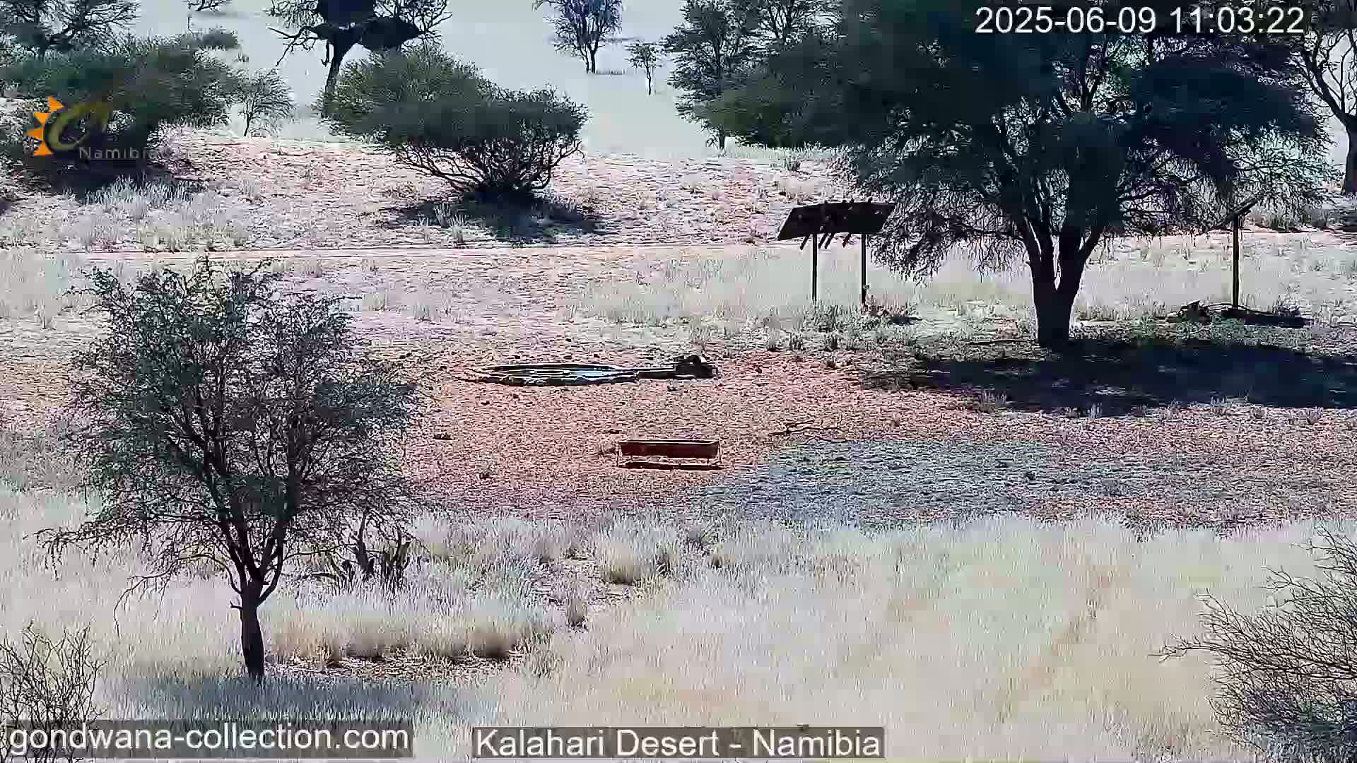 A sunny arid landscape shows sparse vegetation, a small watering hole, and a trough near several trees.