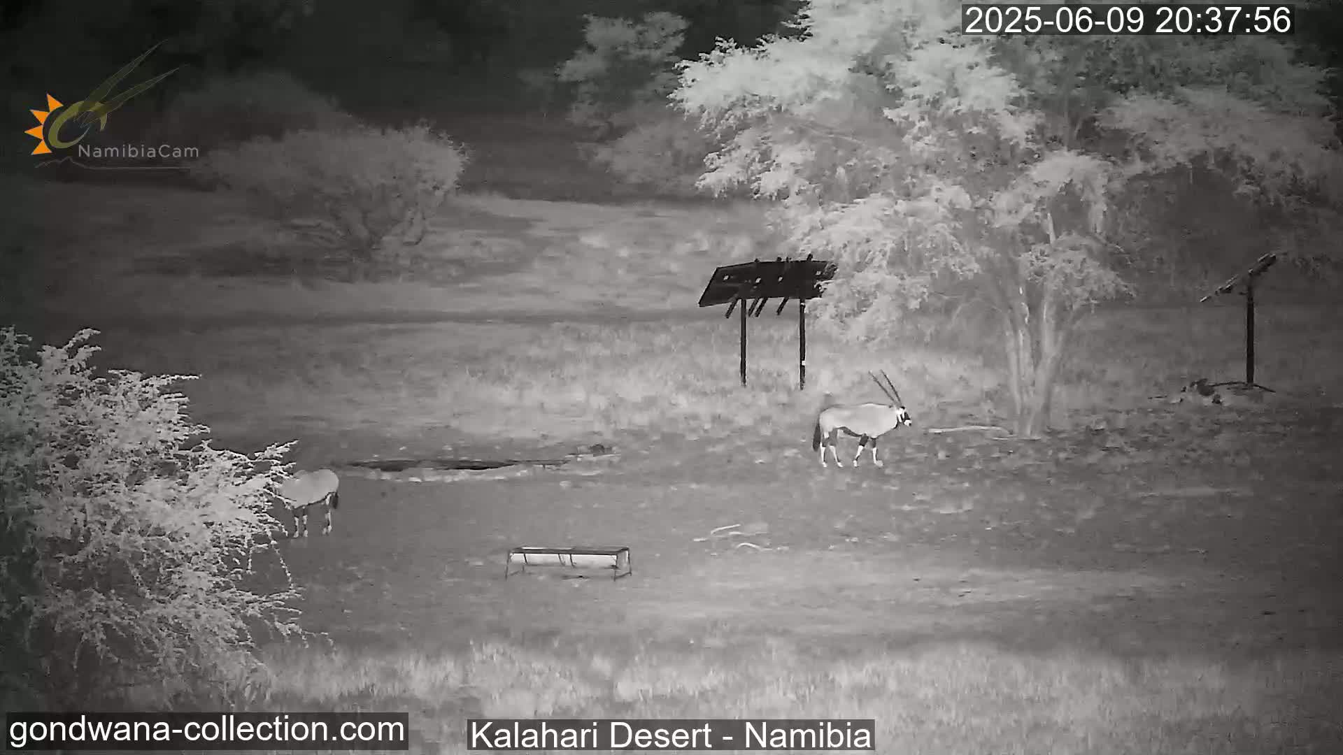 Natural Life in the Kalahari Desert (Gondwana Kalahari Park)  Live Cam - Mariental, Hardap, Namibia