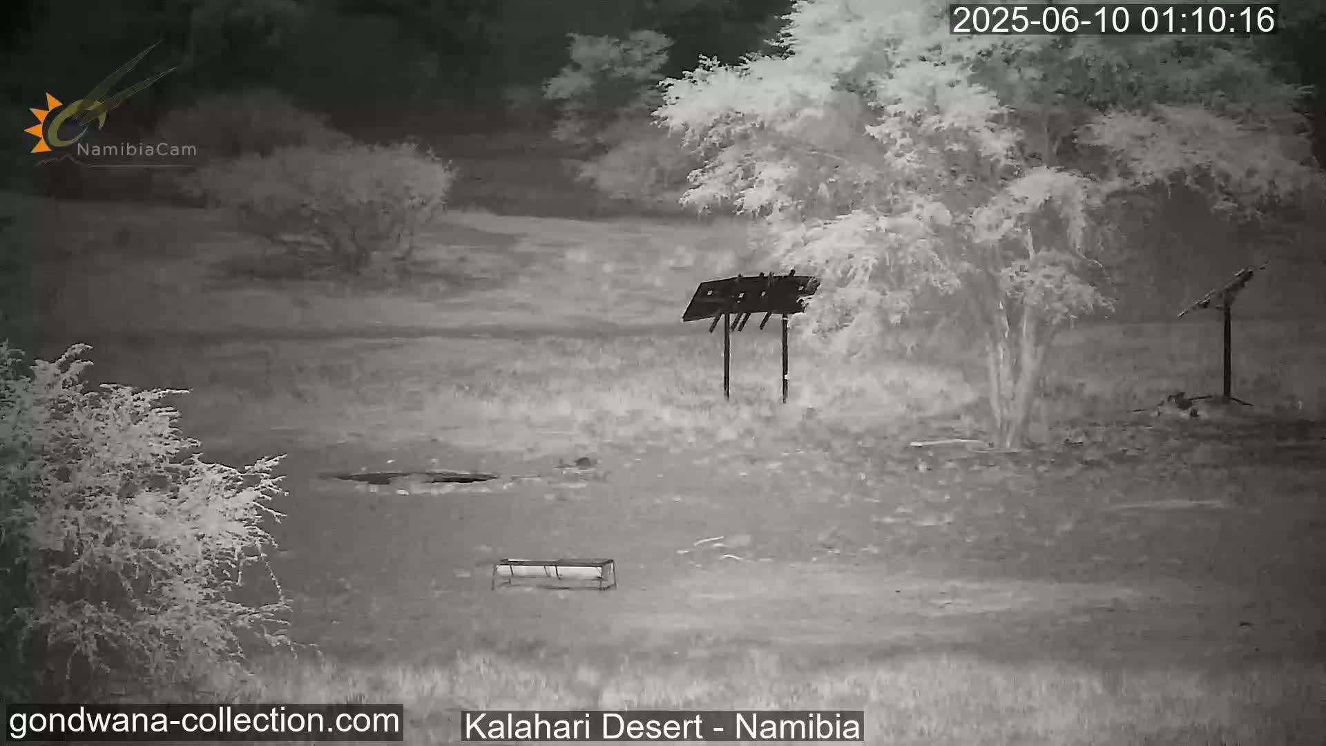 Natural Life in the Kalahari Desert (Gondwana Kalahari Park)  Live Cam - Mariental, Hardap, Namibia