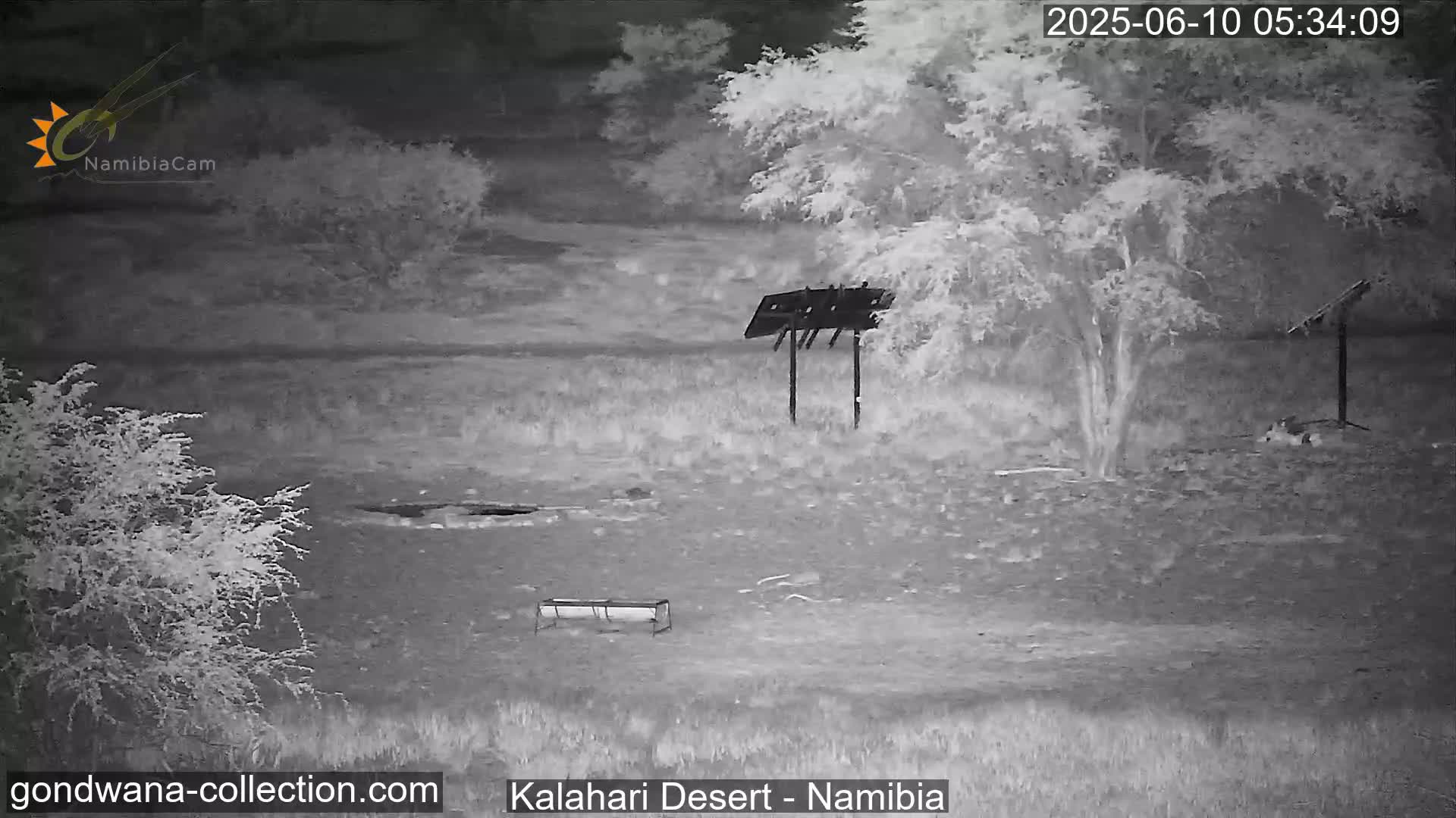 Natural Life in the Kalahari Desert (Gondwana Kalahari Park)  Live Cam - Mariental, Hardap, Namibia