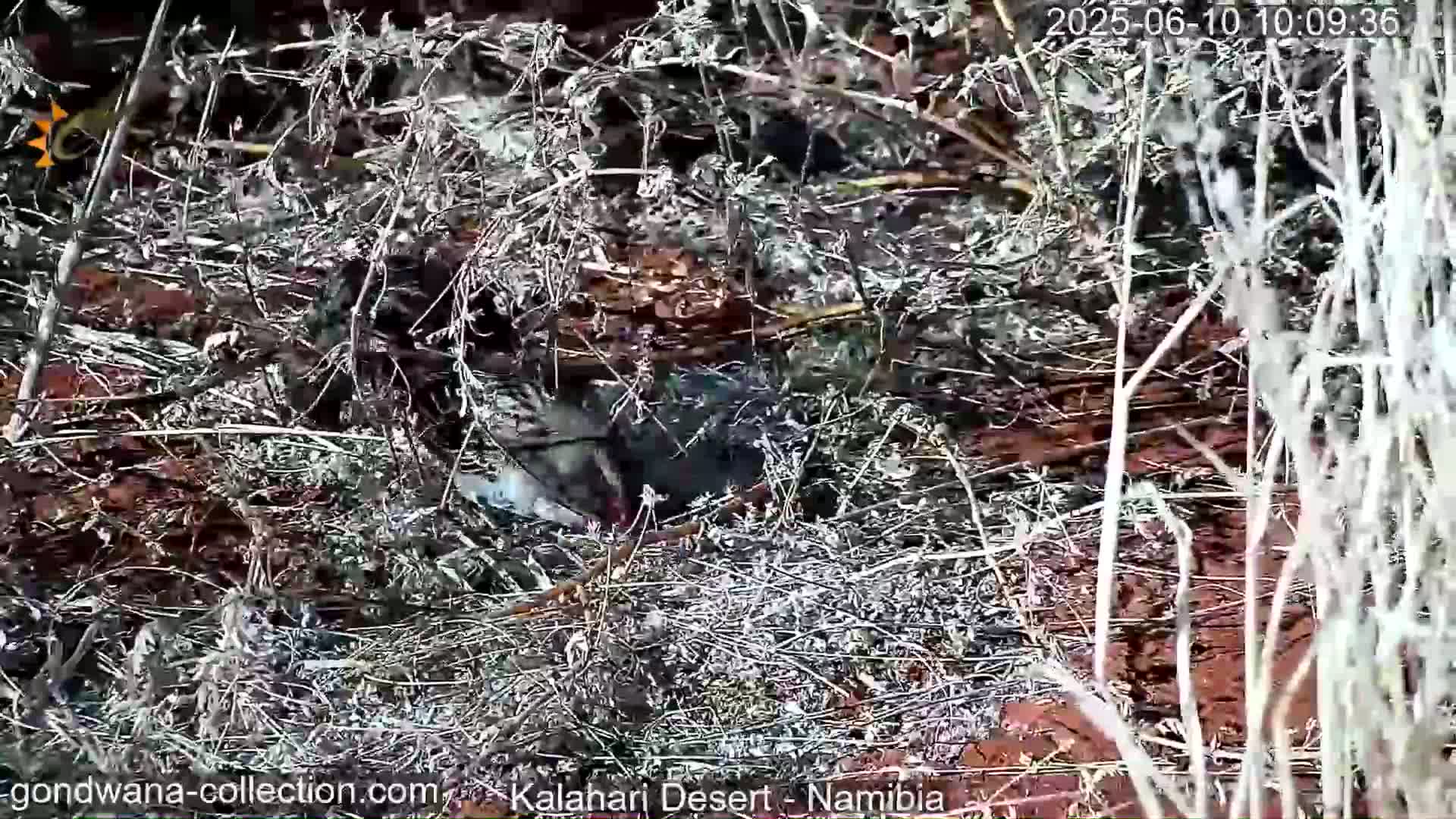 A dark-colored animal is partially visible, hidden amongst dry, light-colored brush and reddish-brown dirt.