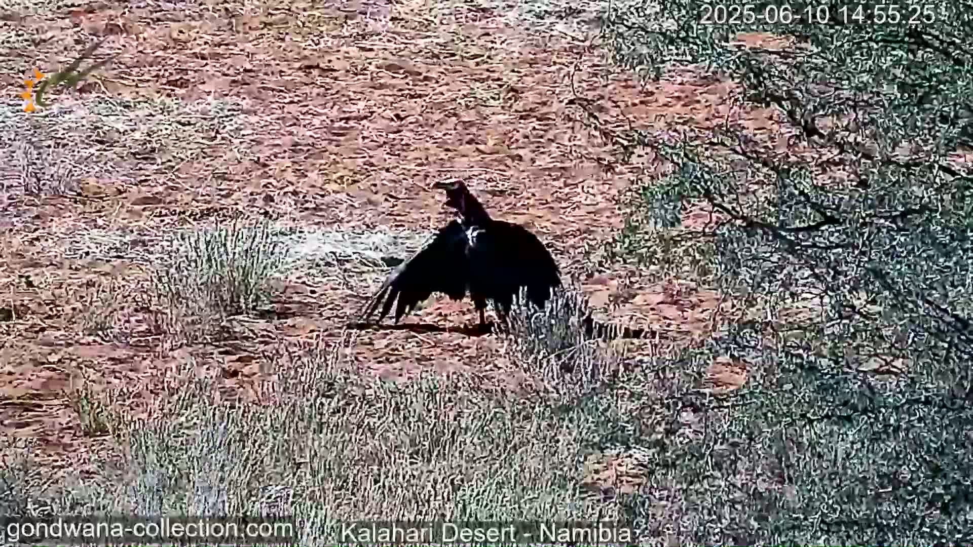 A black bird with its wings spread stands on reddish-brown ground covered in sparse vegetation under a sunny sky.