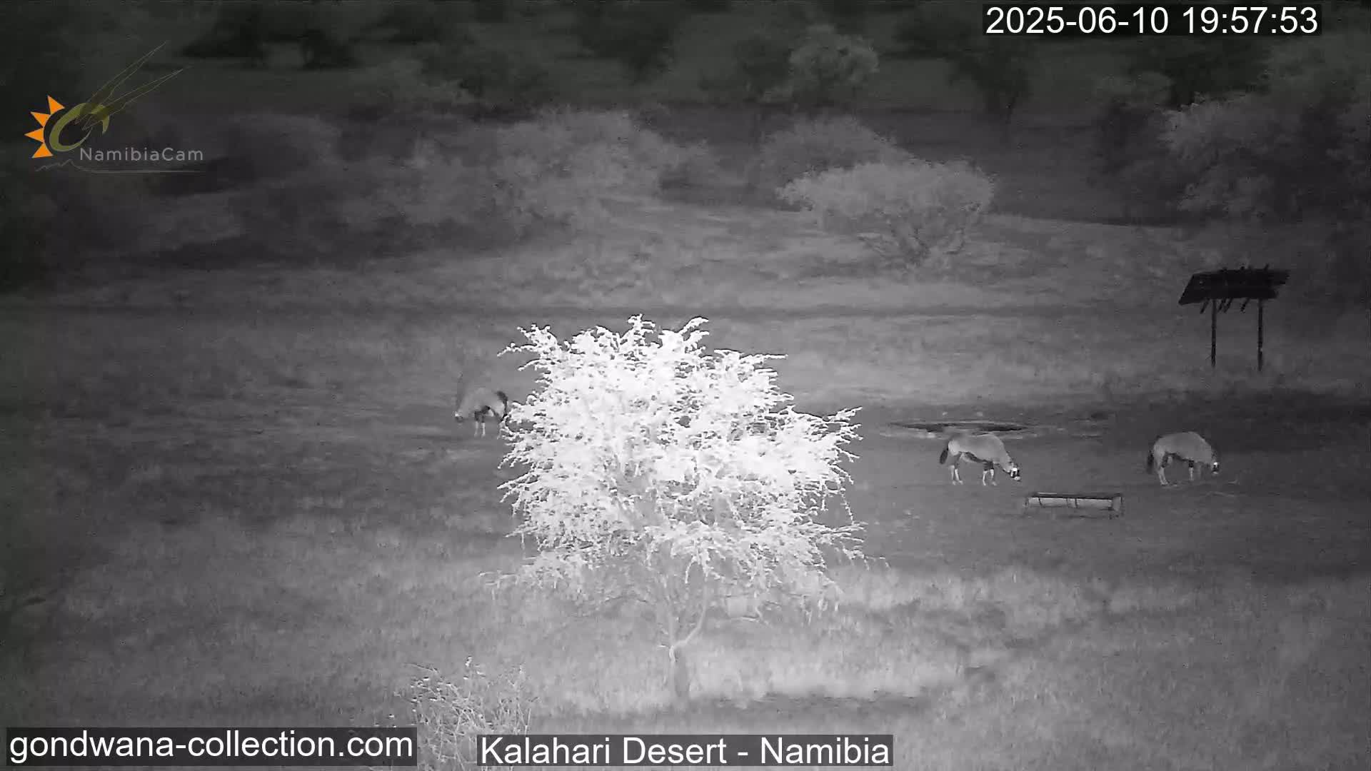 Three oryx graze in a grassy field at night under a dark sky.