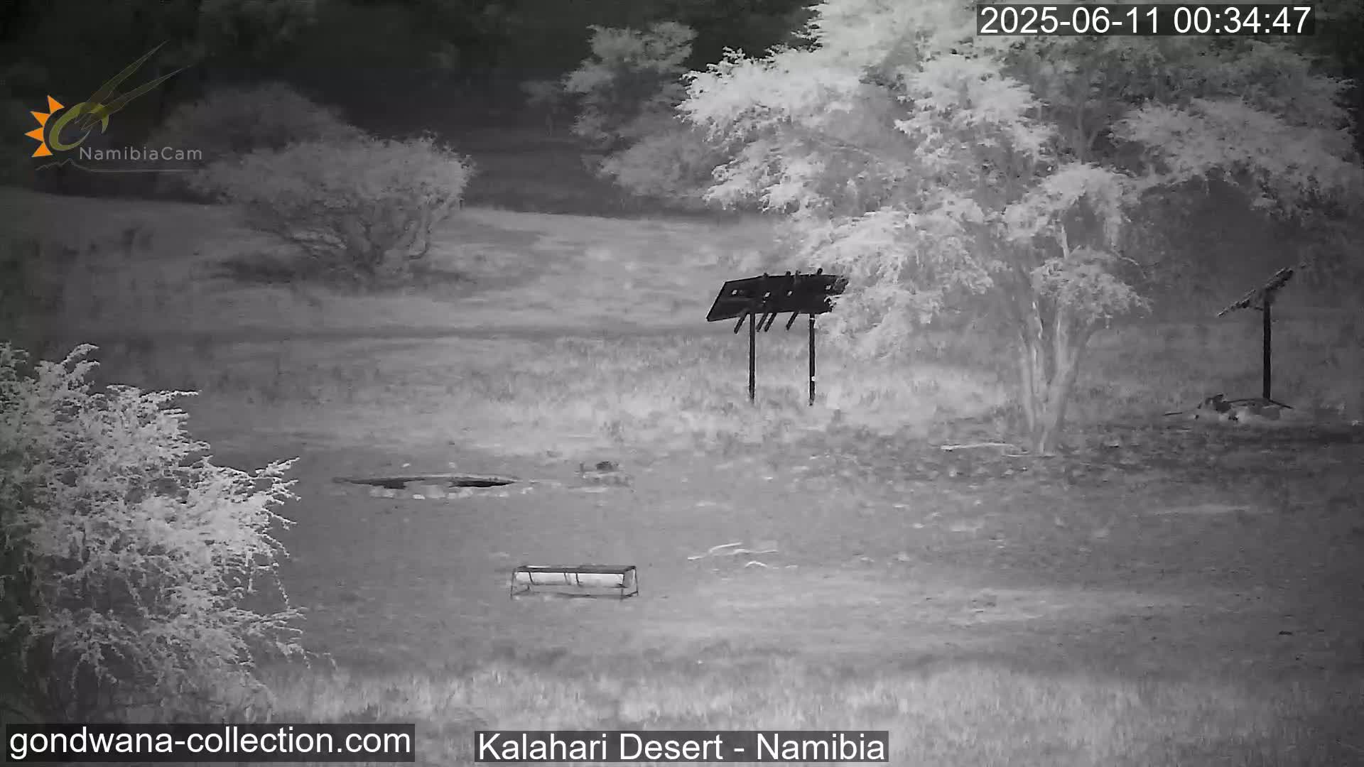 Natural Life in the Kalahari Desert (Gondwana Kalahari Park)  Live Cam - Mariental, Hardap, Namibia