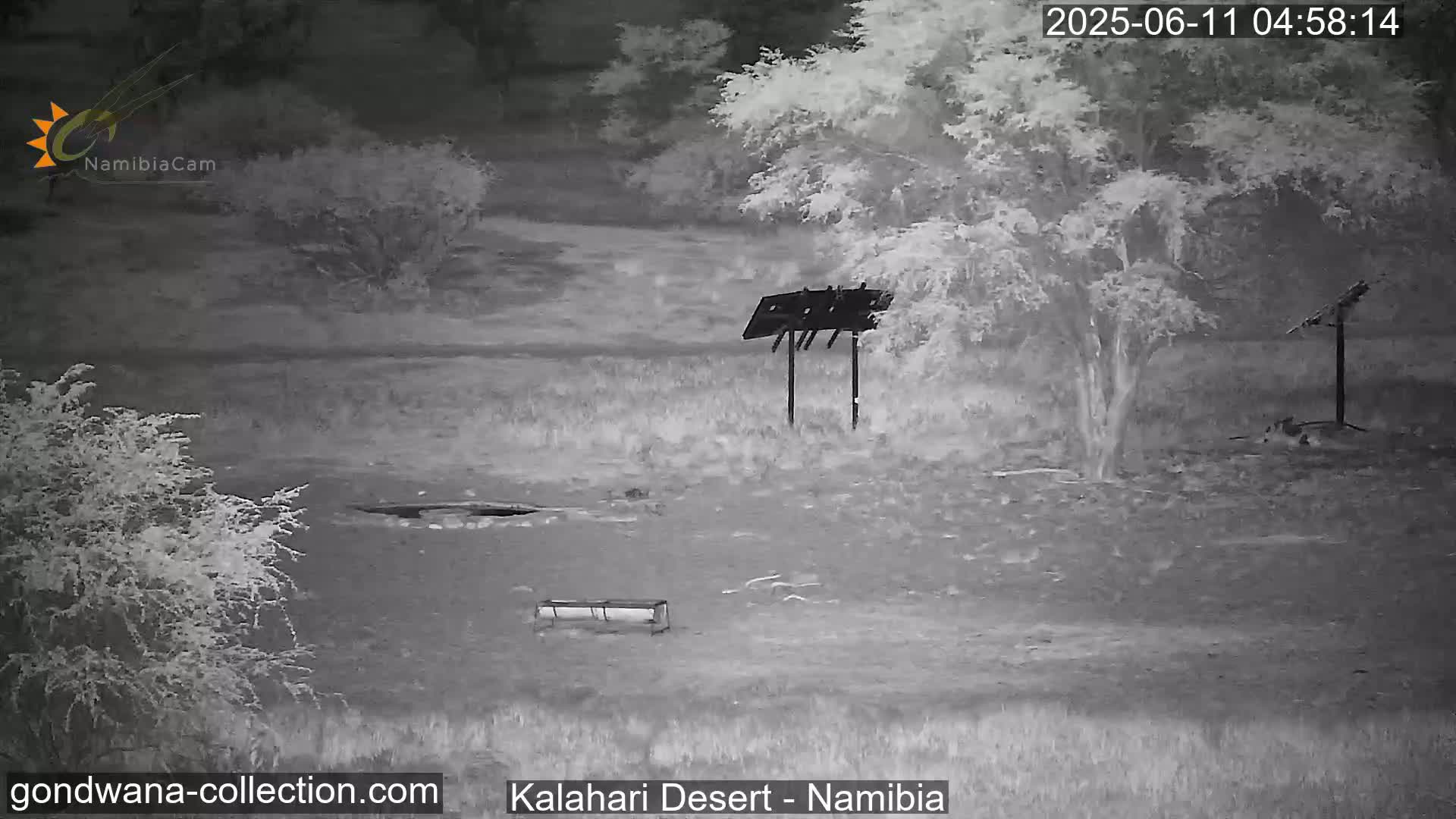 Natural Life in the Kalahari Desert (Gondwana Kalahari Park)  Live Cam - Mariental, Hardap, Namibia