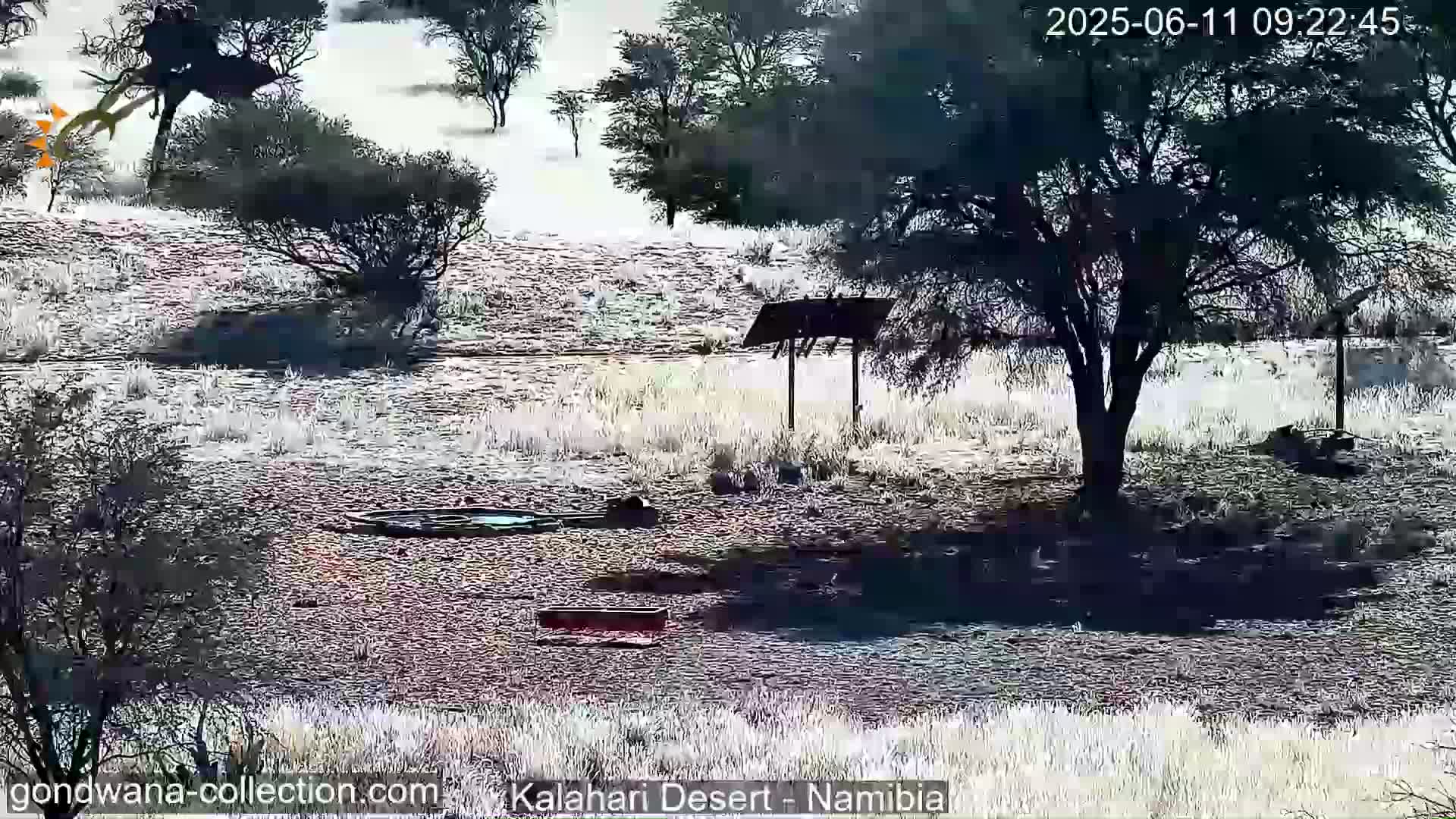A sunny day in a dry, grassy landscape shows several small trees and shrubs, a shaded area with a simple structure, and a circular watering hole.