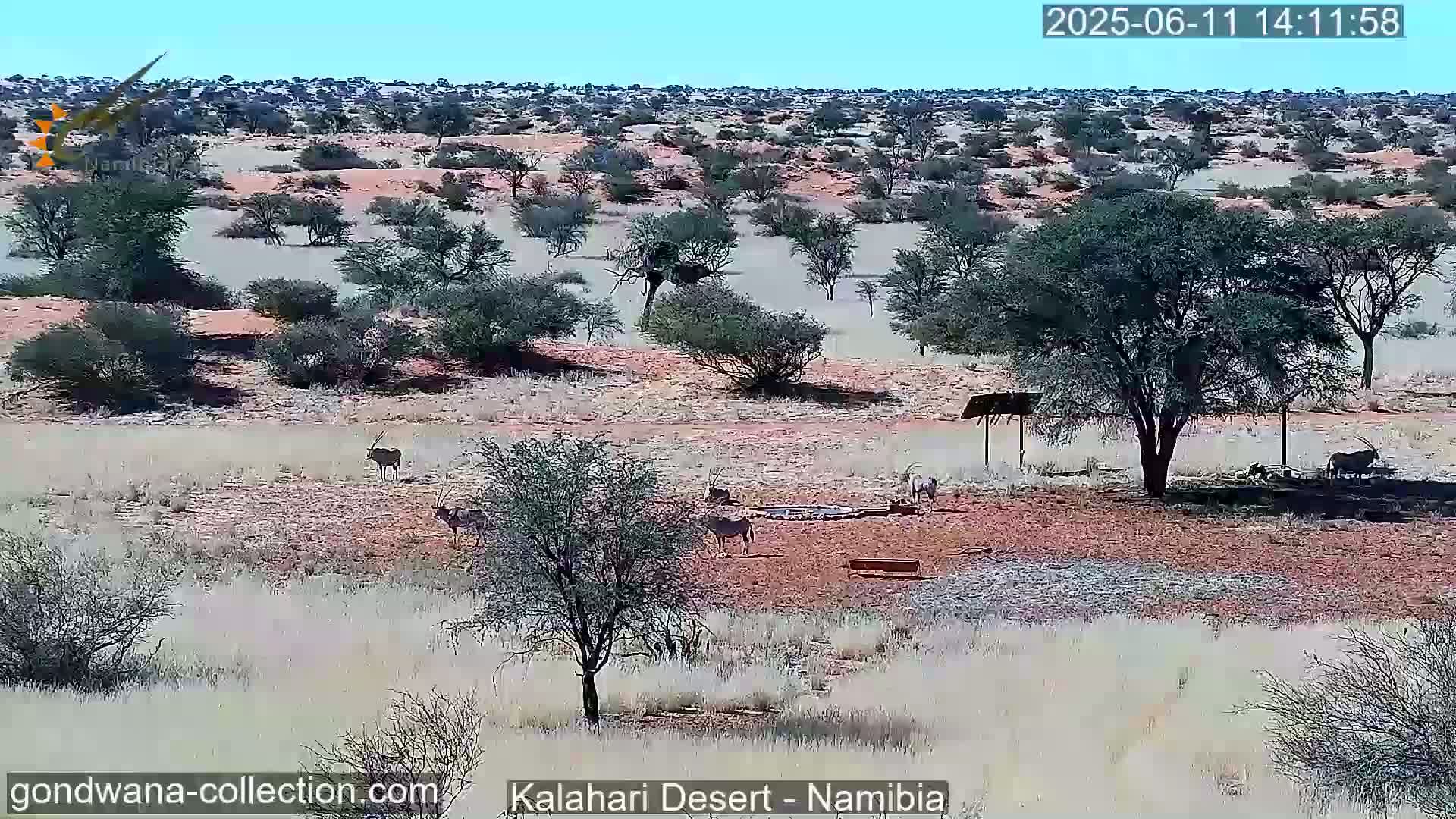 A sunny day in the Kalahari Desert shows several oryx antelopes near a watering hole amidst sparse, scrubby vegetation.