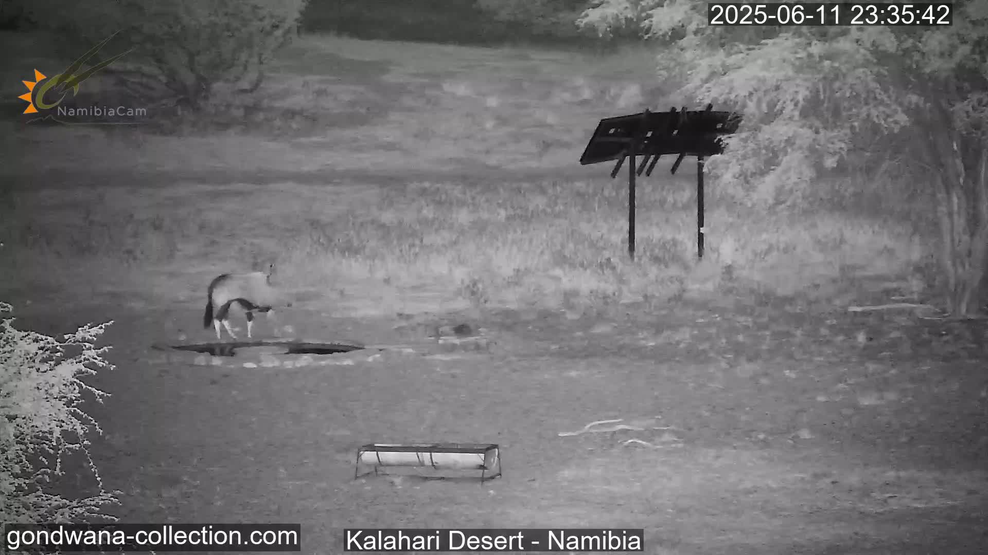 Natural Life in the Kalahari Desert (Gondwana Kalahari Park)  Live Cam - Mariental, Hardap, Namibia