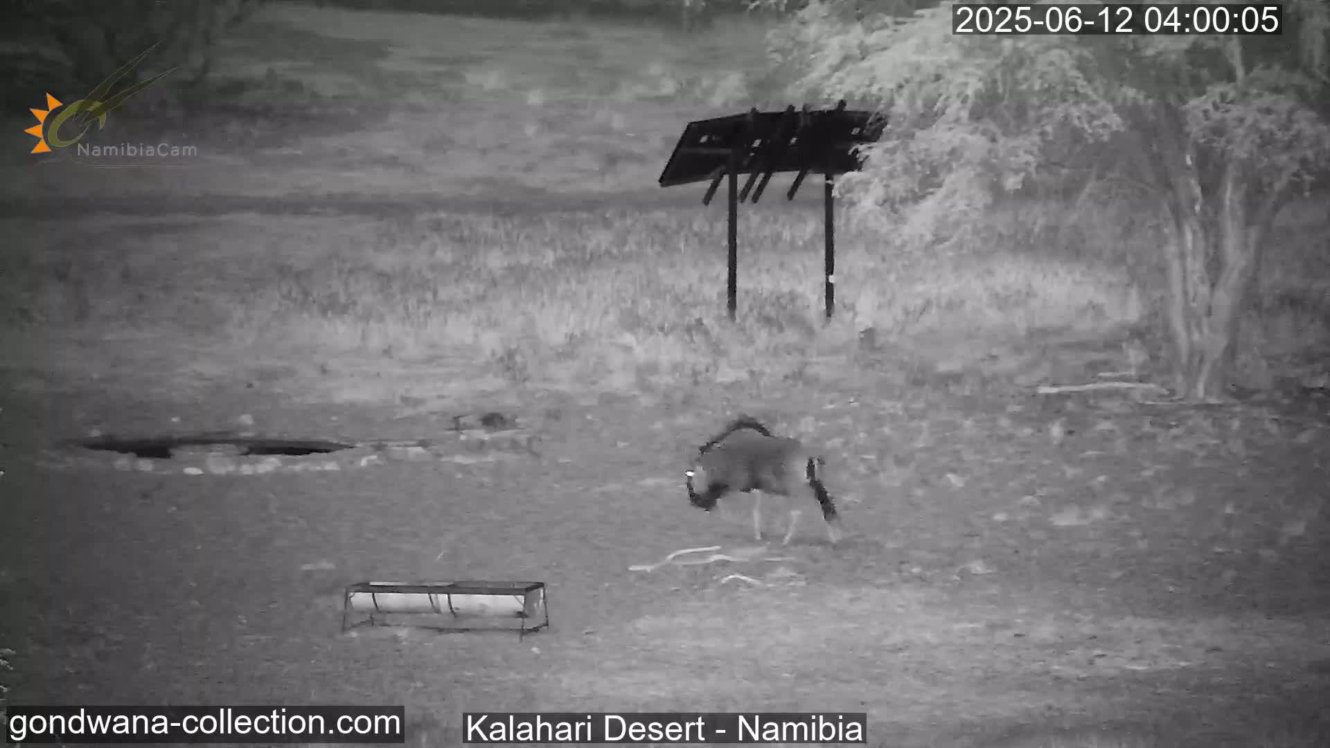 Natural Life in the Kalahari Desert (Gondwana Kalahari Park)  Live Cam - Mariental, Hardap, Namibia