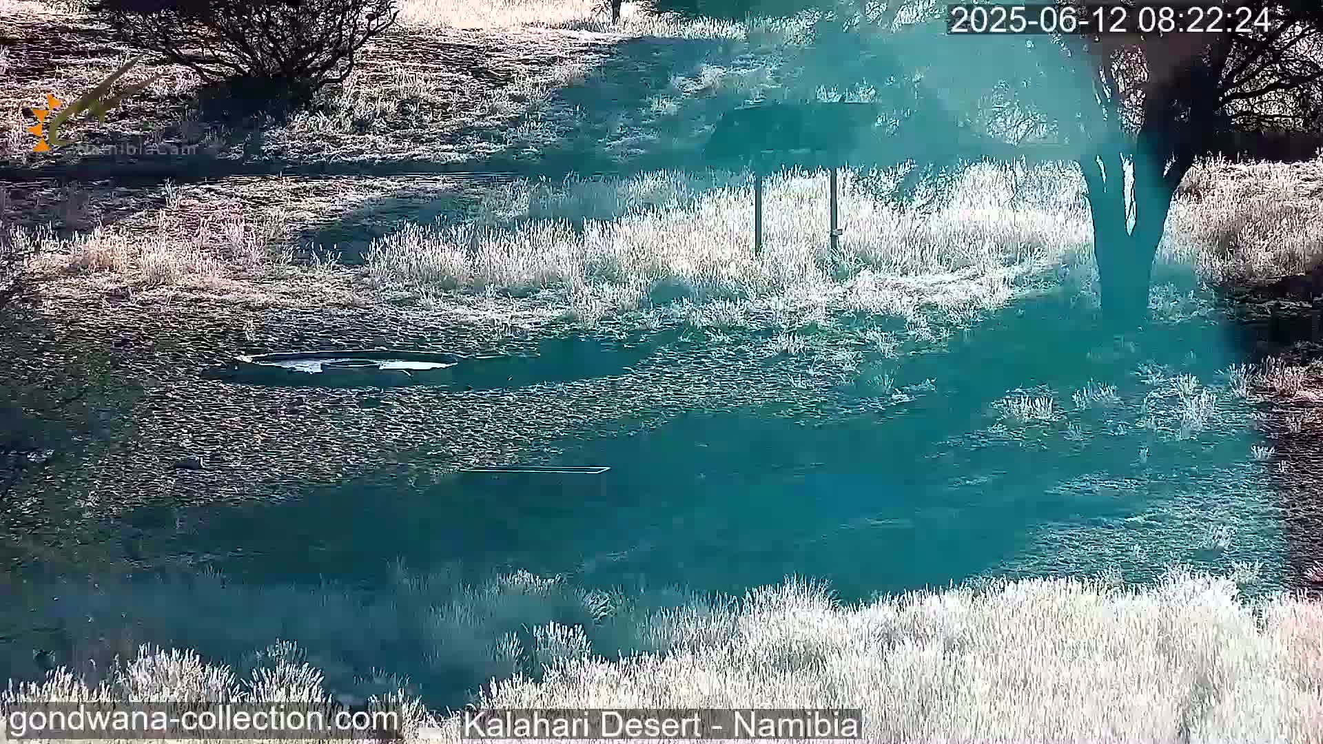 Natural Life in the Kalahari Desert (Gondwana Kalahari Park)  Live Cam - Mariental, Hardap, Namibia
