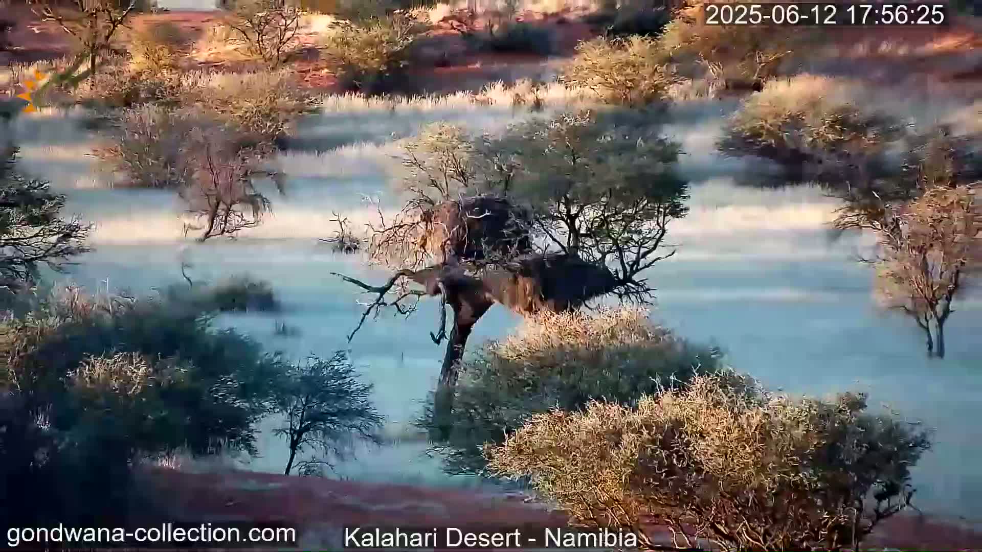 A large, gnarled tree stands in a misty, sunlit desert landscape filled with low-lying shrubs and trees.