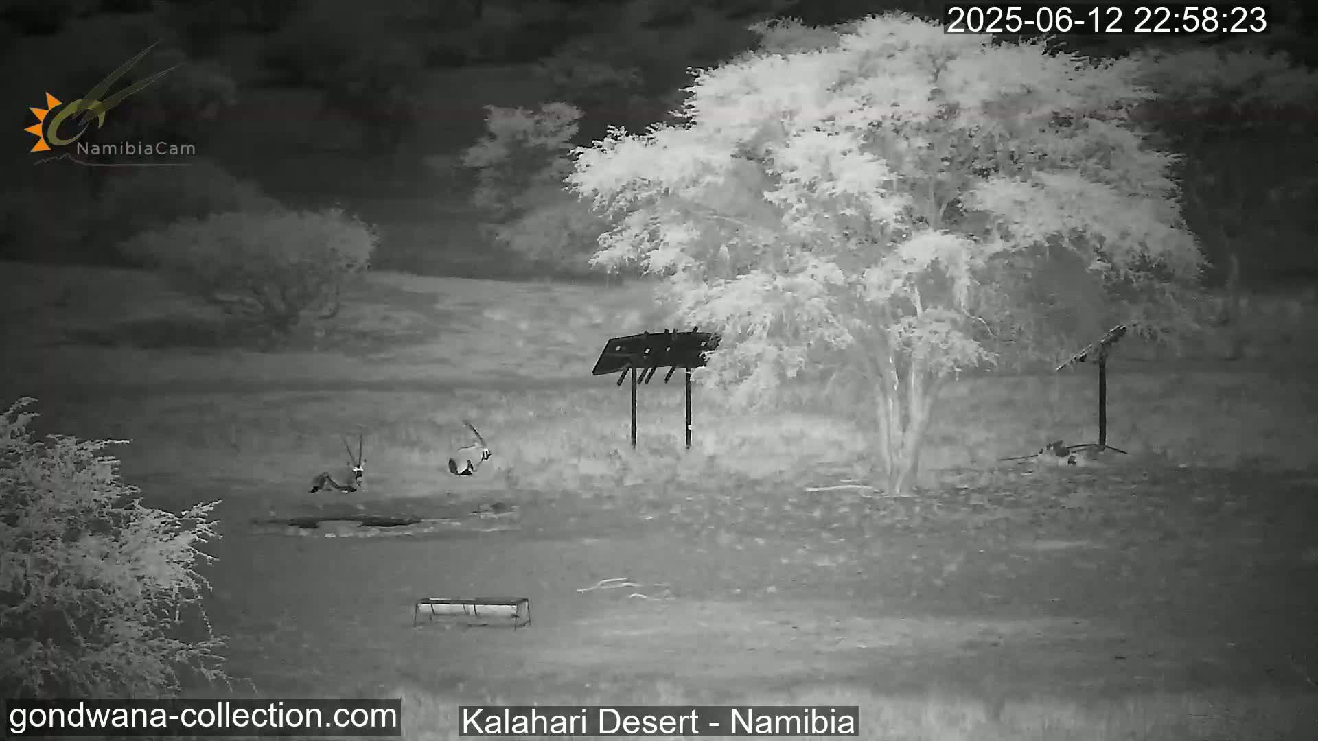 Natural Life in the Kalahari Desert (Gondwana Kalahari Park)  Live Cam - Mariental, Hardap, Namibia
