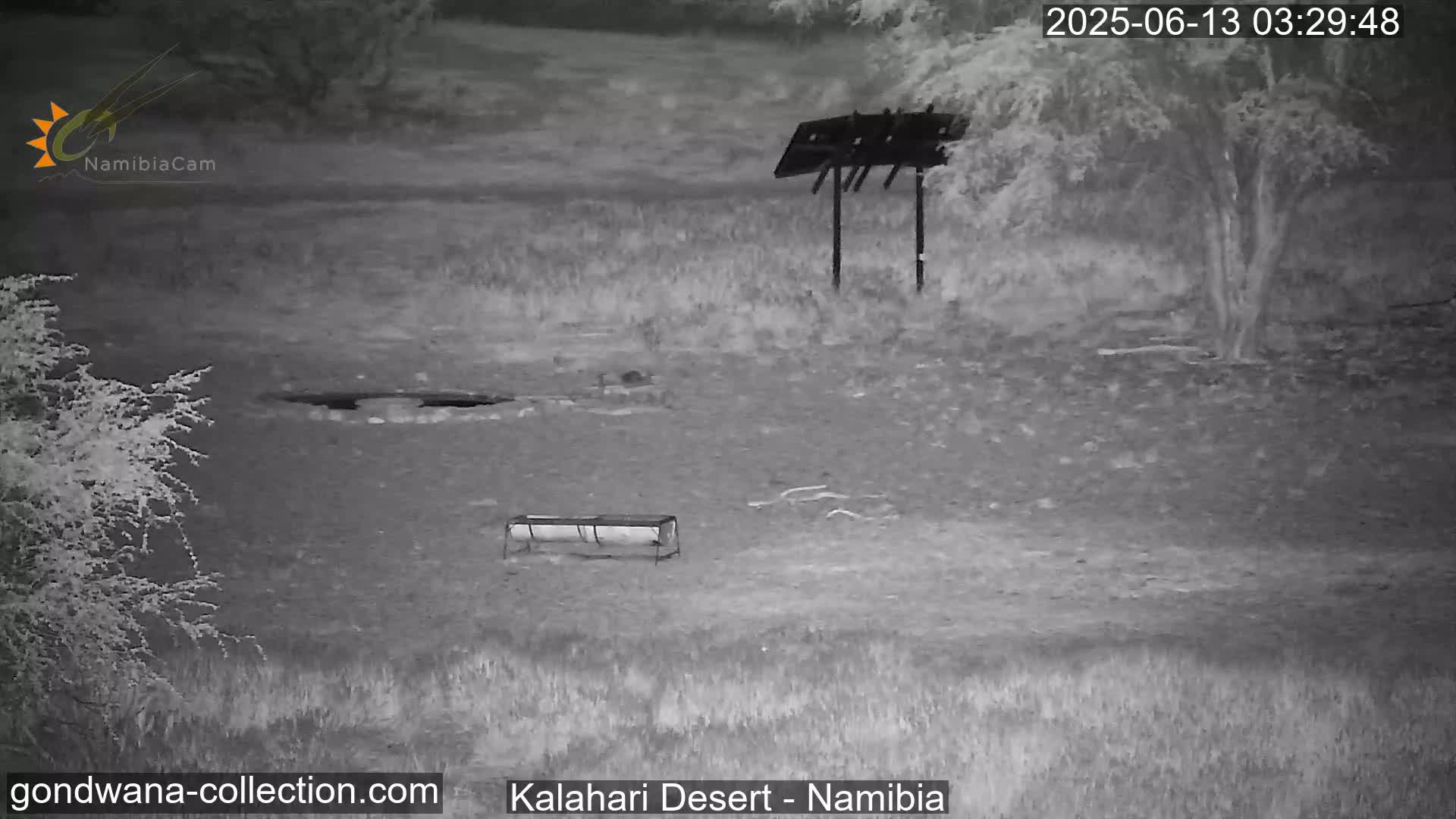 Natural Life in the Kalahari Desert (Gondwana Kalahari Park)  Live Cam - Mariental, Hardap, Namibia