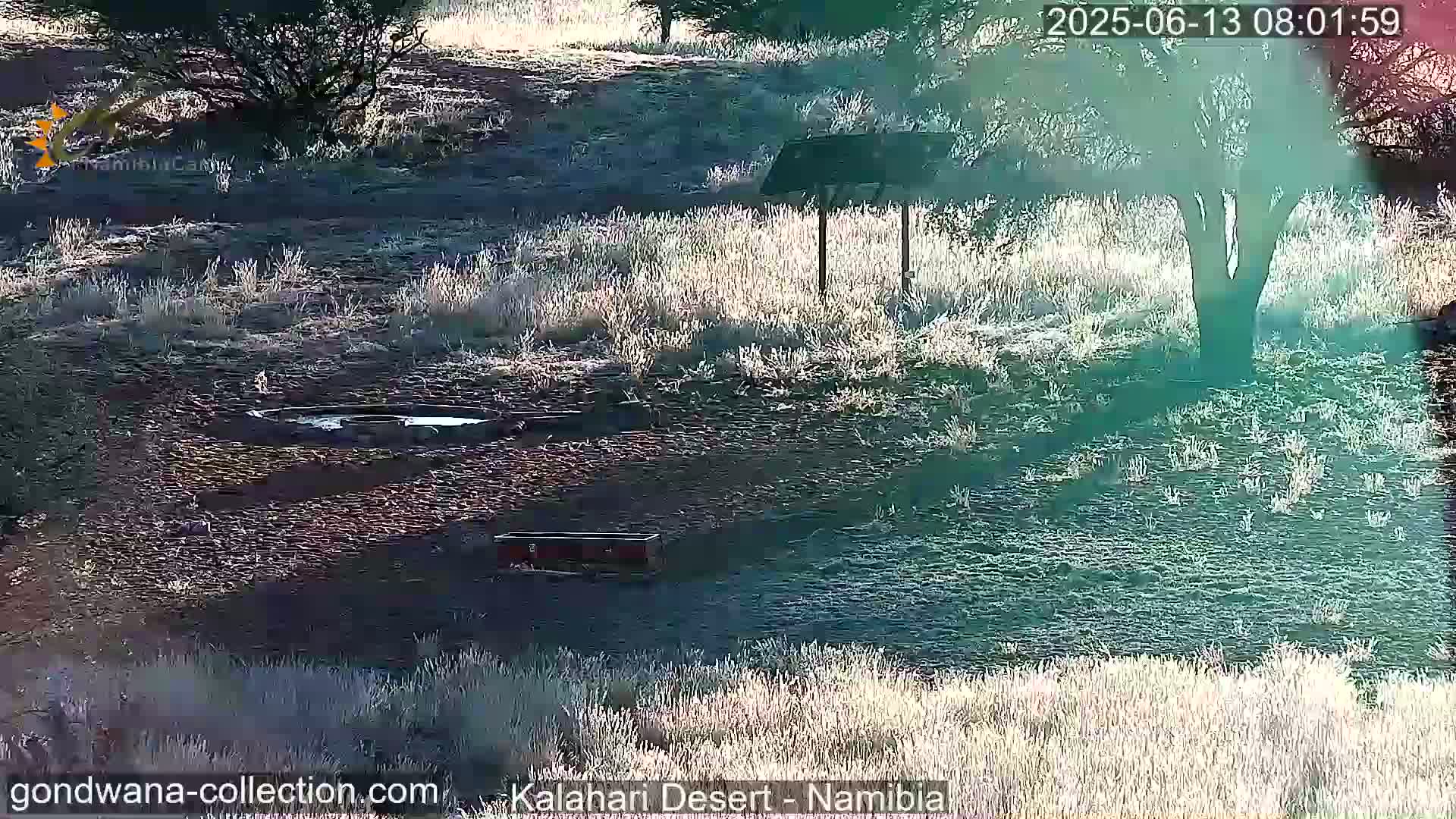 Natural Life in the Kalahari Desert (Gondwana Kalahari Park)  Live Cam - Mariental, Hardap, Namibia