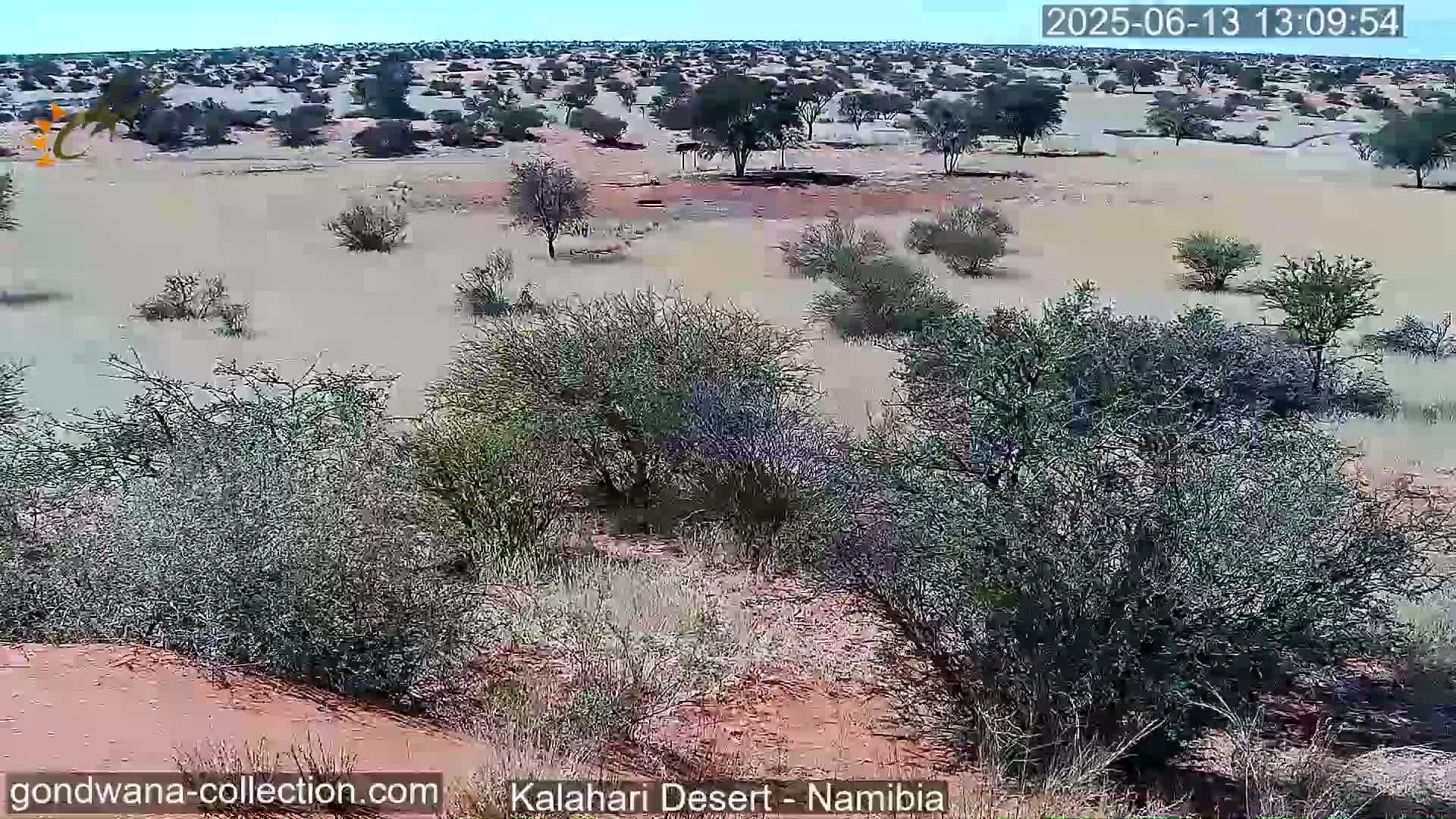A mostly flat, arid landscape under a clear sky features sparse, low-lying vegetation and a few scattered, small trees.