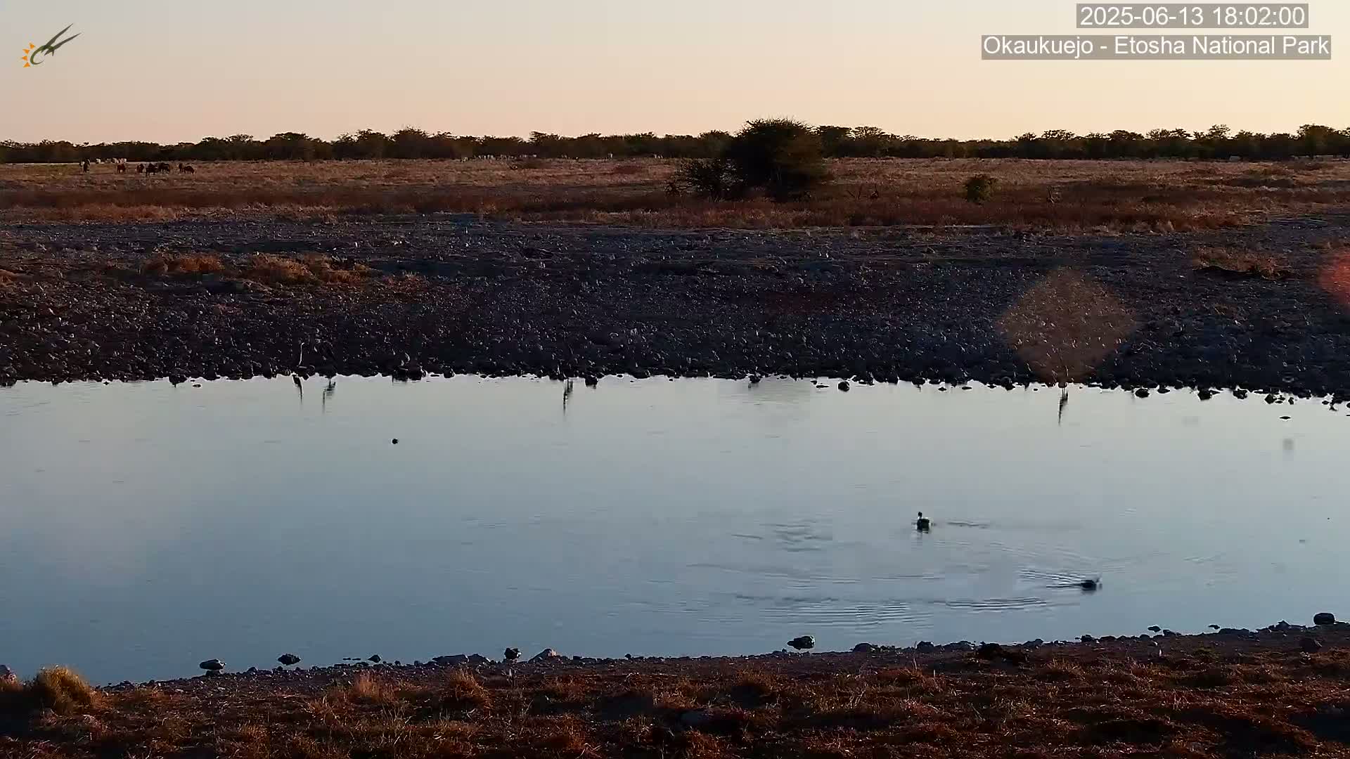 A calm, still body of water reflects the dusky evening sky, with a few birds visible on the water and a herd of animals in the distance.