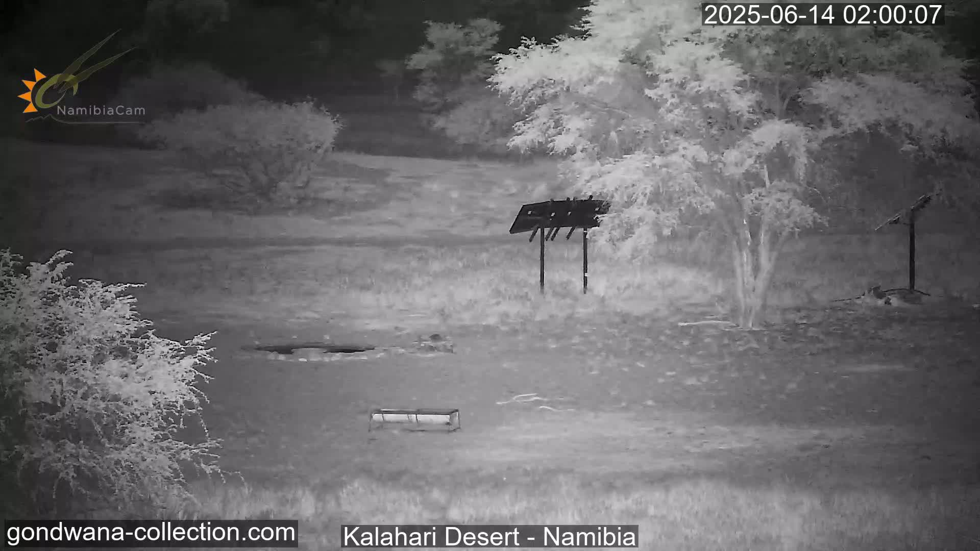 Natural Life in the Kalahari Desert (Gondwana Kalahari Park)  Live Cam - Mariental, Hardap, Namibia