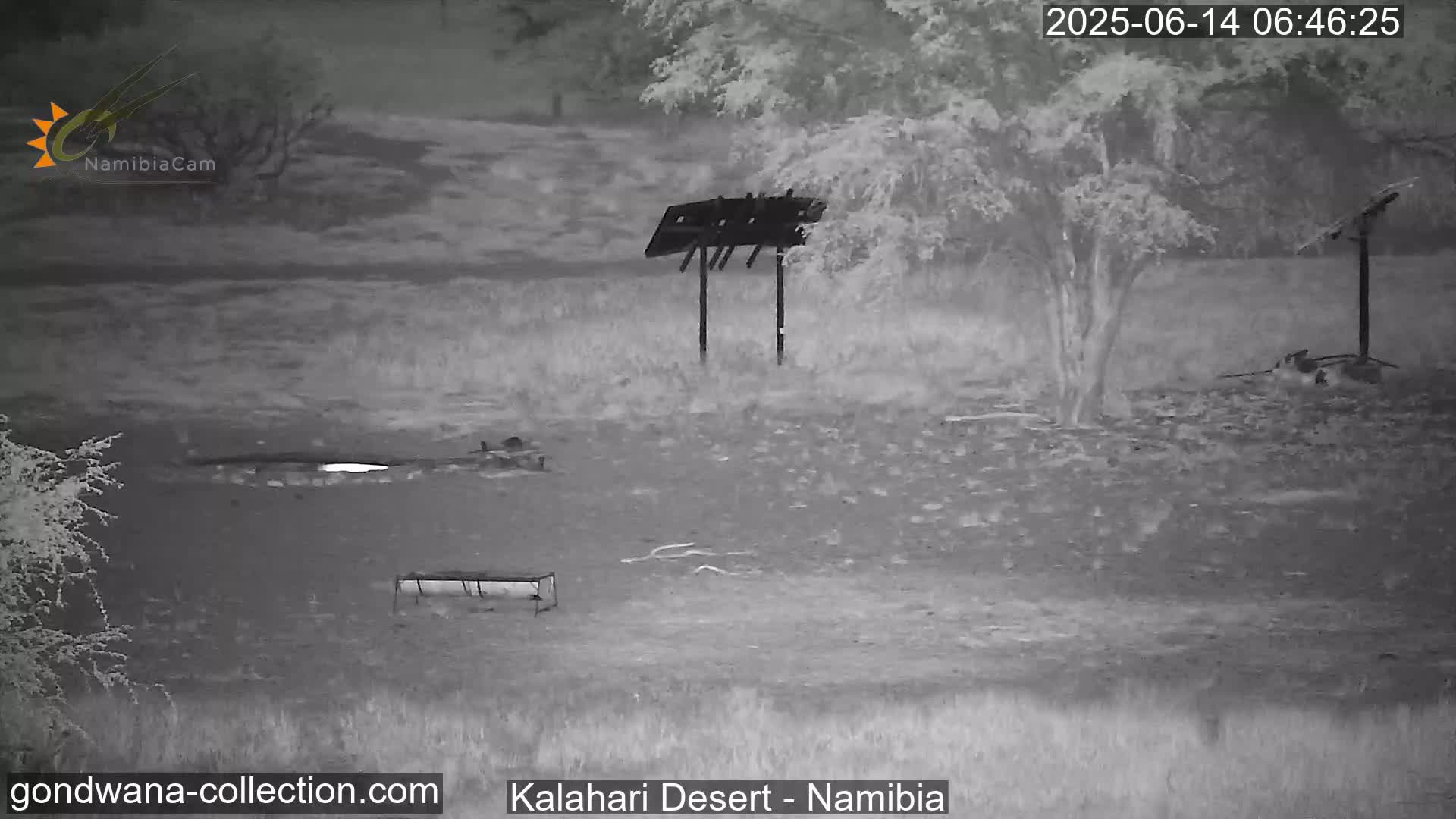 Natural Life in the Kalahari Desert (Gondwana Kalahari Park)  Live Cam - Mariental, Hardap, Namibia