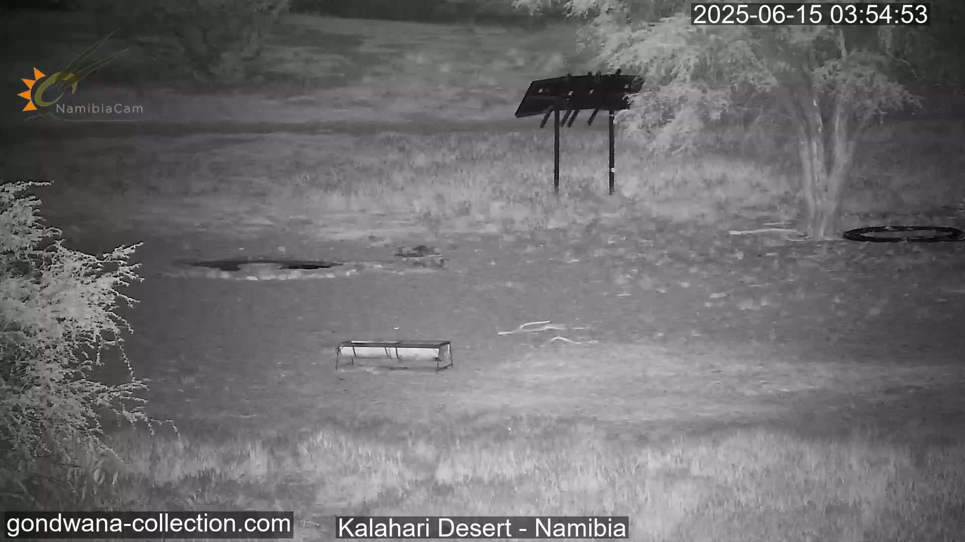 Natural Life in the Kalahari Desert (Gondwana Kalahari Park)  Live Cam - Mariental, Hardap, Namibia