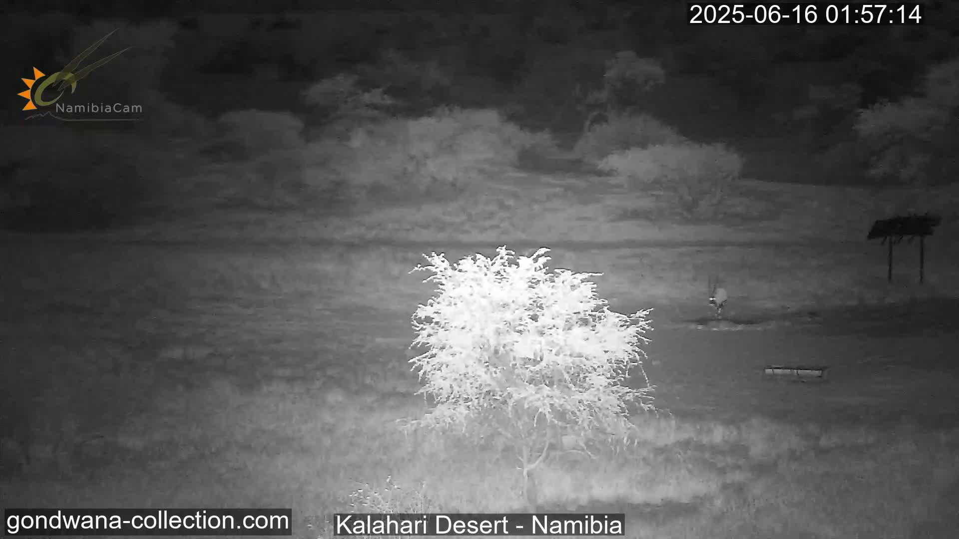 Natural Life in the Kalahari Desert (Gondwana Kalahari Park)  Live Cam - Mariental, Hardap, Namibia
