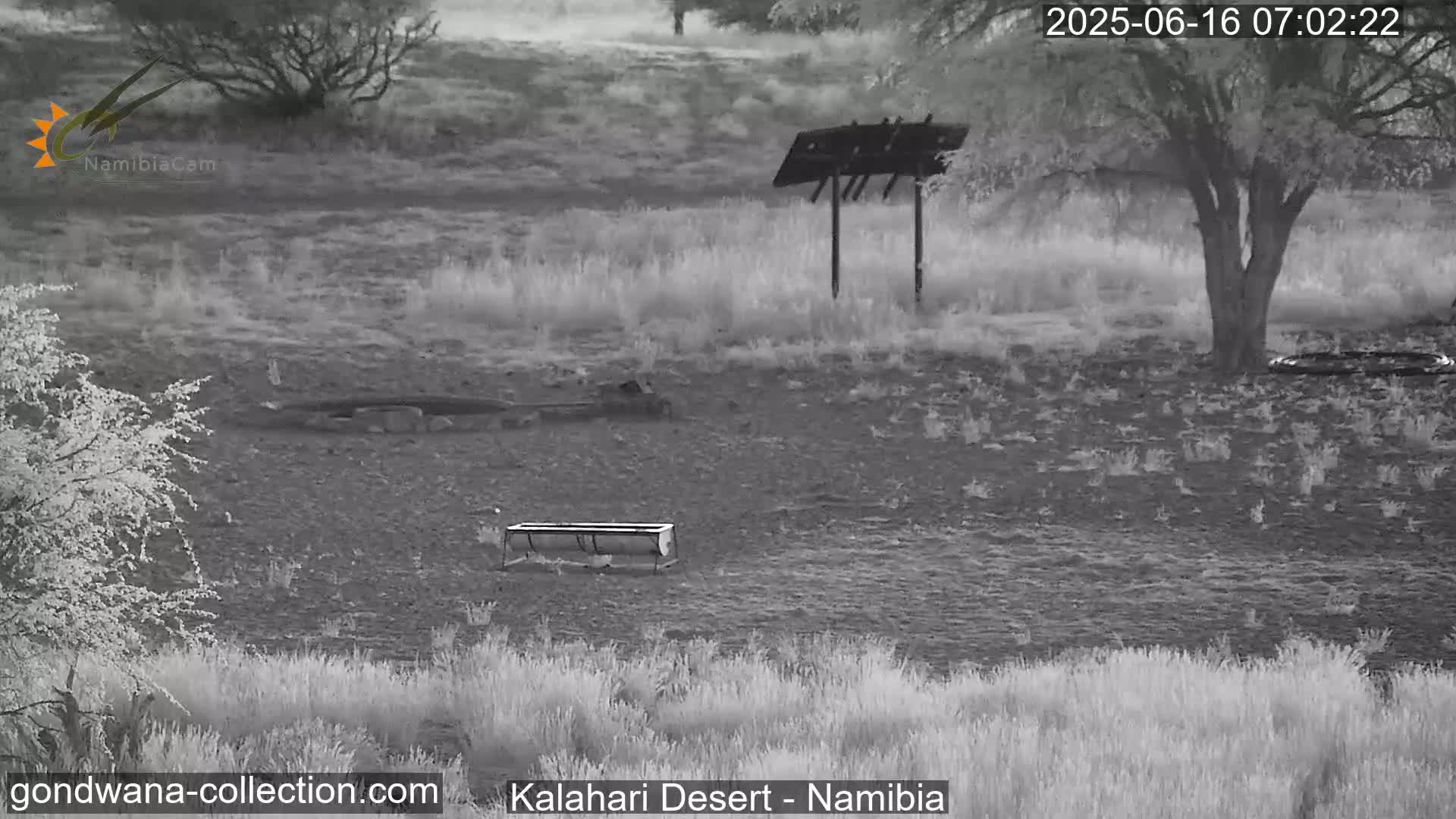 Natural Life in the Kalahari Desert (Gondwana Kalahari Park)  Live Cam - Mariental, Hardap, Namibia