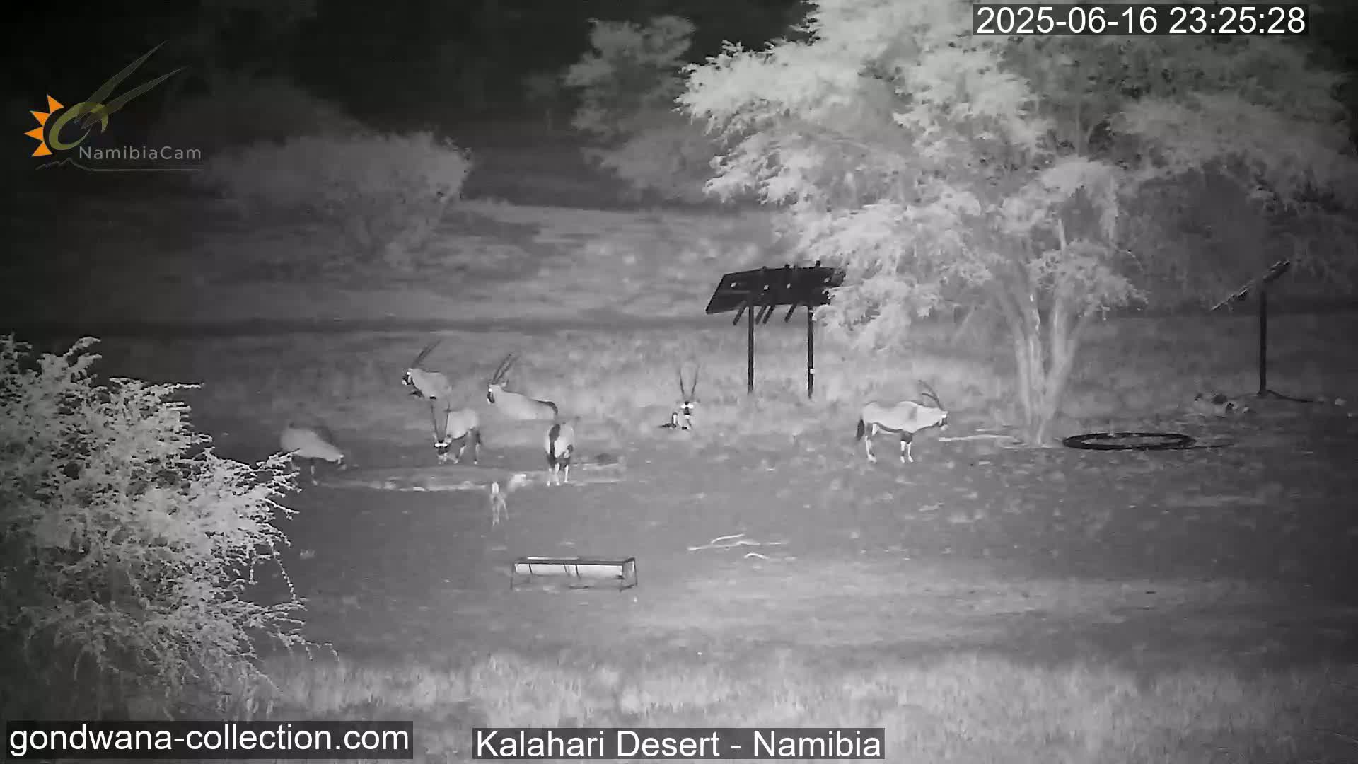 Natural Life in the Kalahari Desert (Gondwana Kalahari Park)  Live Cam - Mariental, Hardap, Namibia