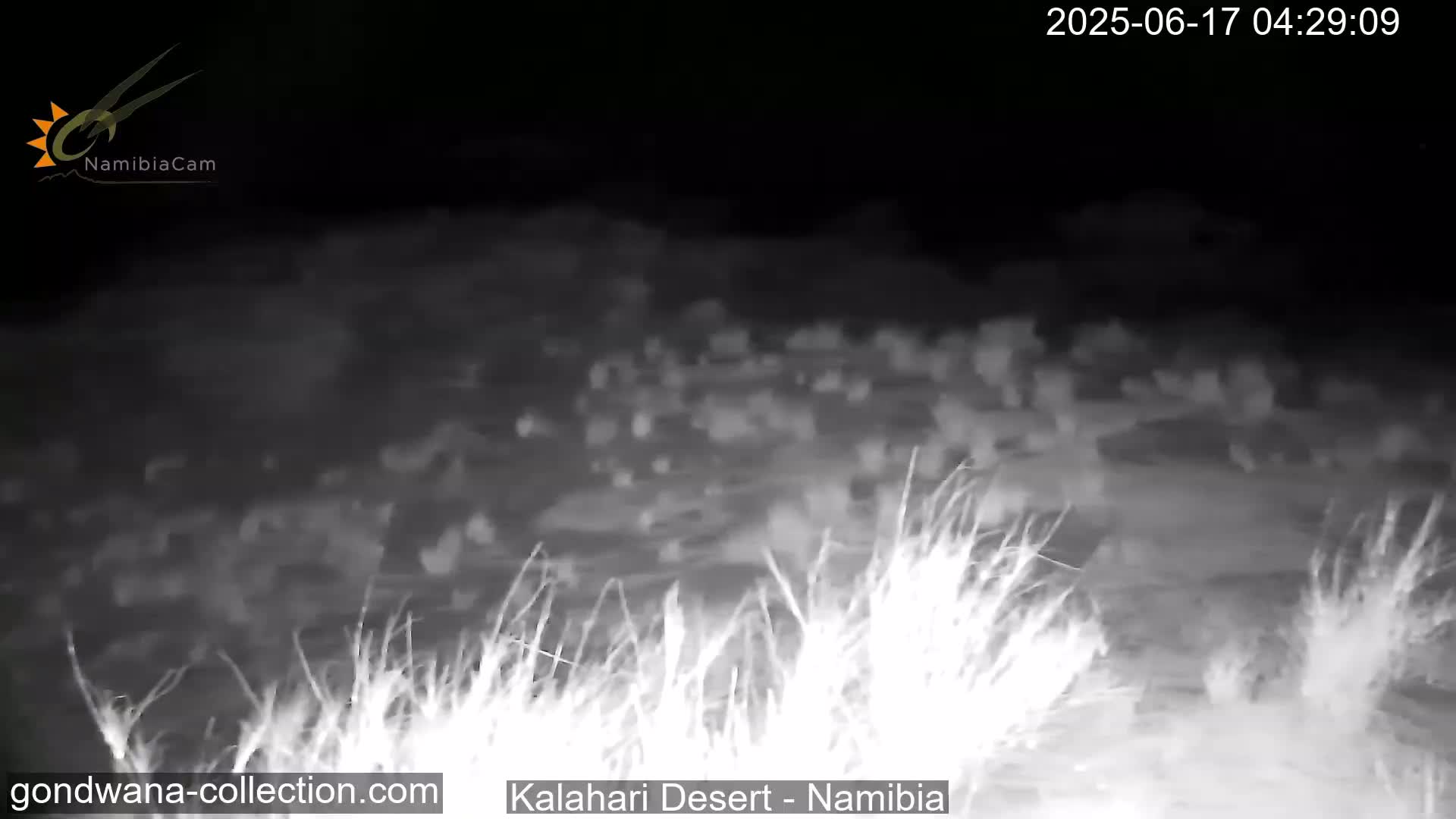 Natural Life in the Kalahari Desert (Gondwana Kalahari Park)  Live Cam - Mariental, Hardap, Namibia