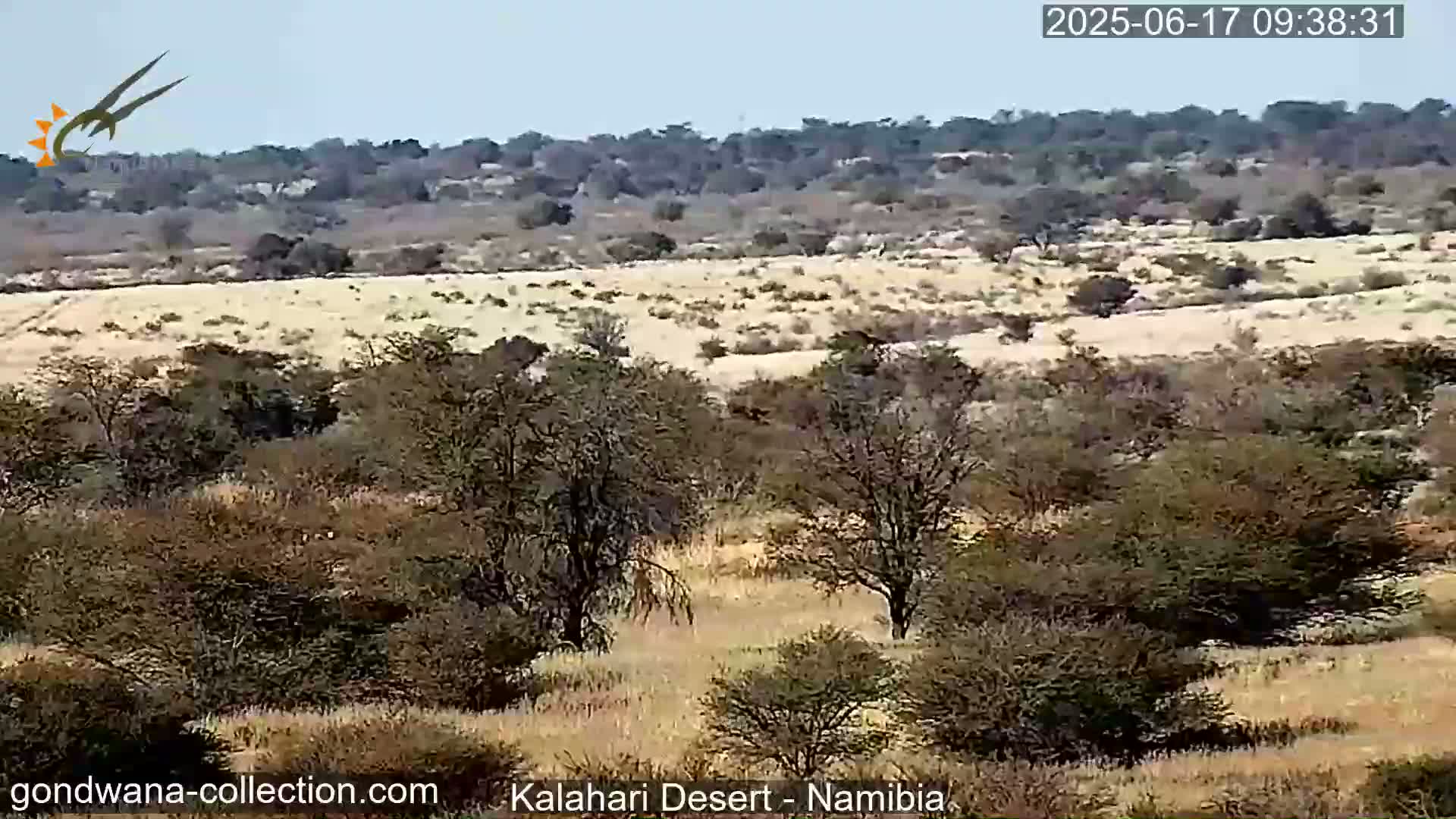 A vast, dry landscape of tan grasslands and sparse, scrubby trees stretches to a distant line of taller trees under a clear, sunny sky.