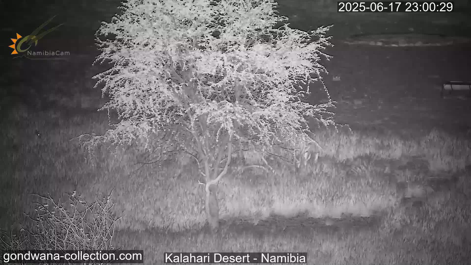 Natural Life in the Kalahari Desert (Gondwana Kalahari Park)  Live Cam - Mariental, Hardap, Namibia